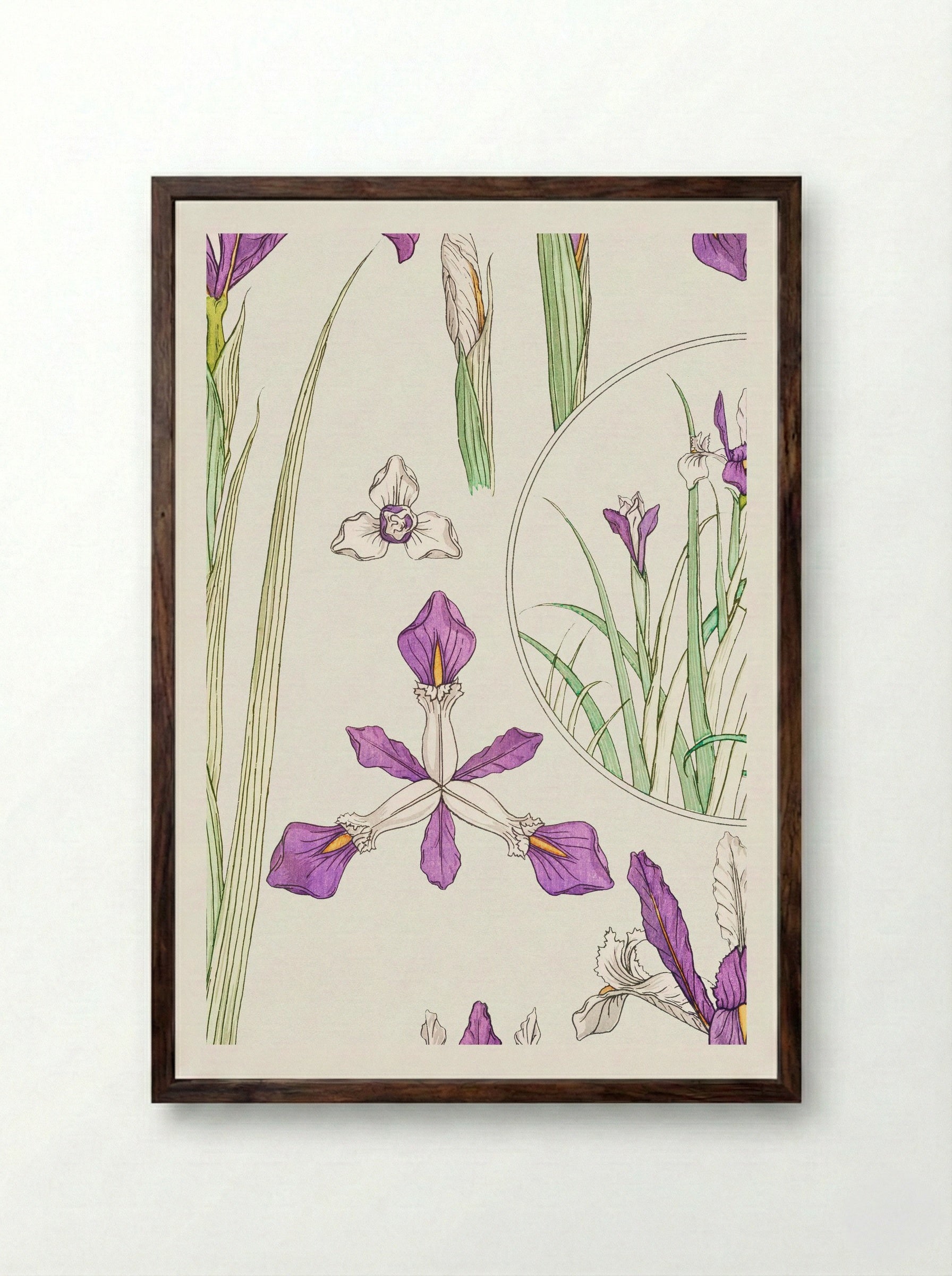 Iris, from La Plante et ses Applications ornementales - Maurice Pillard Verneuil - Framed Print Dark Wood