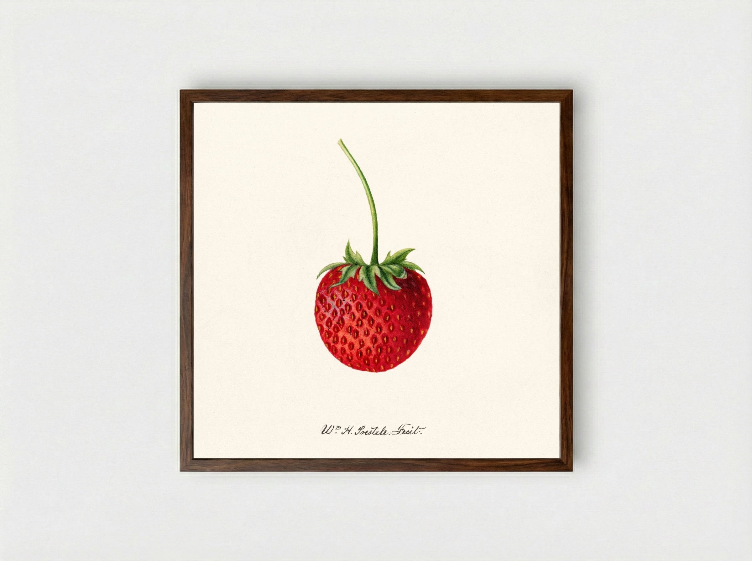 Strawberry (Fragaria) (1891) - Deborah Griscom Passmore - Framed Print Dark Wood