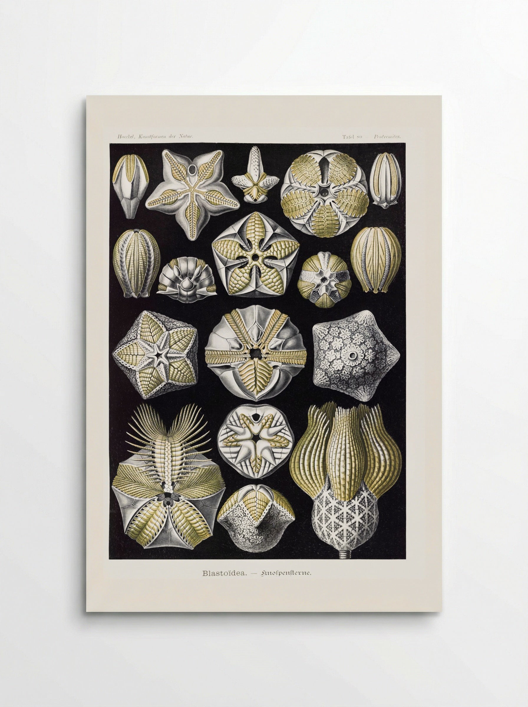 Blastoïdea-Knospensterne (1904) - Ernst Haeckel - Poster
