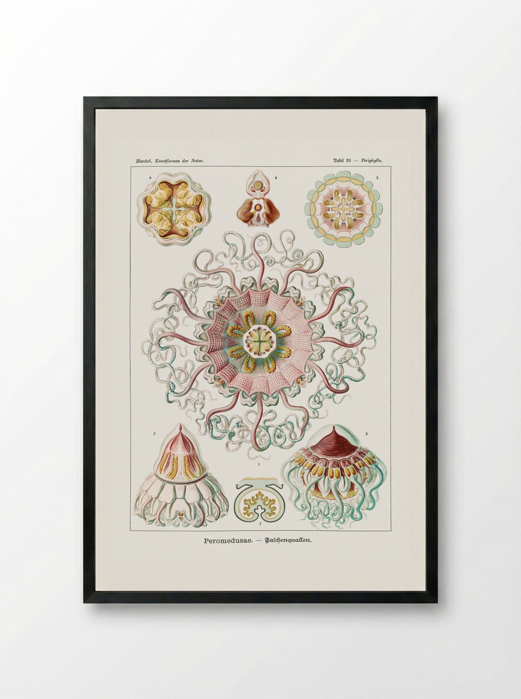 Peromedusae-Talchenquallen (1904) - Ernst Haeckel - Framed Print Black