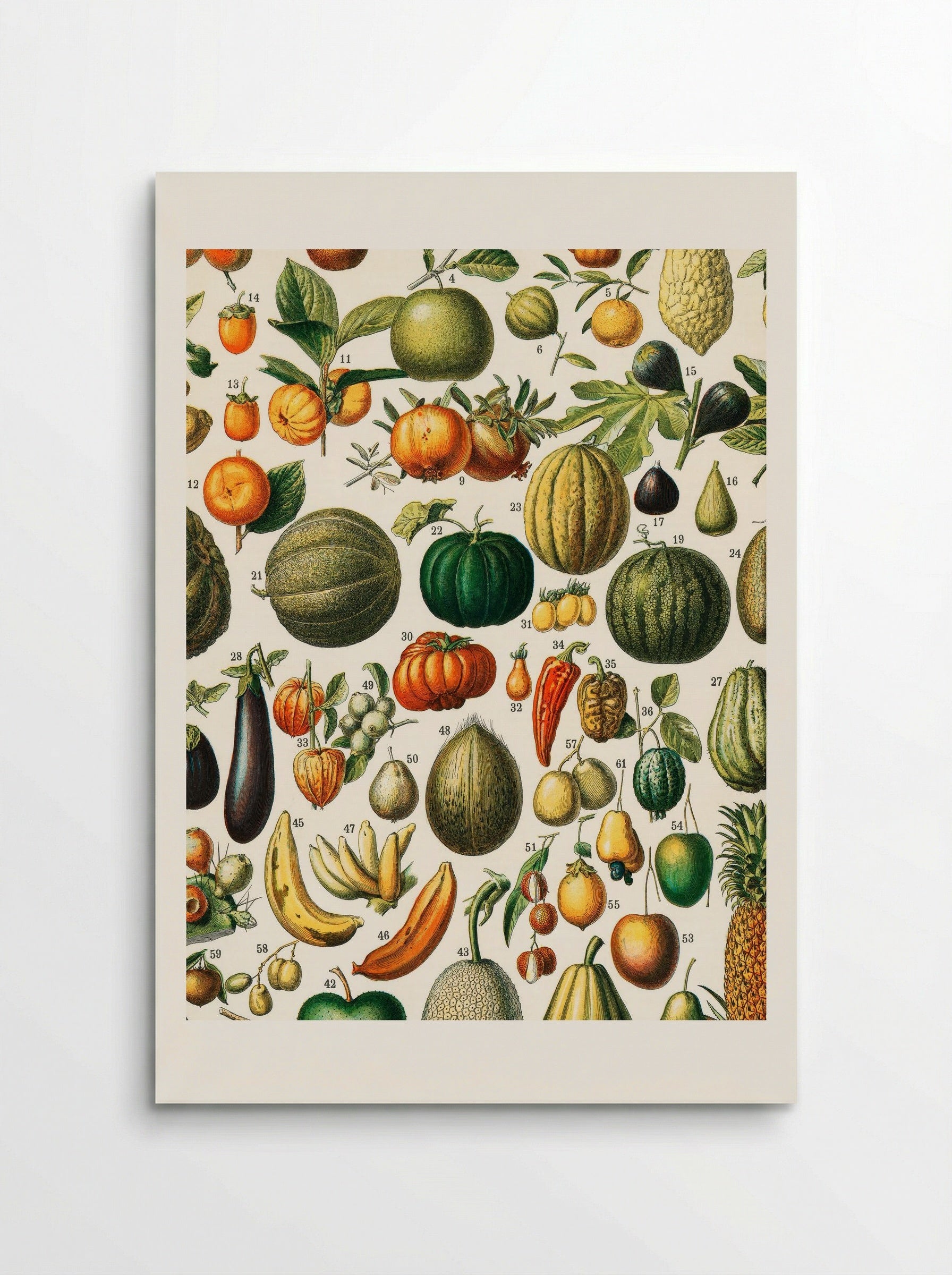 Fruits (from Nouveau Larousse Illustré) - Adolphe Millot - Poster