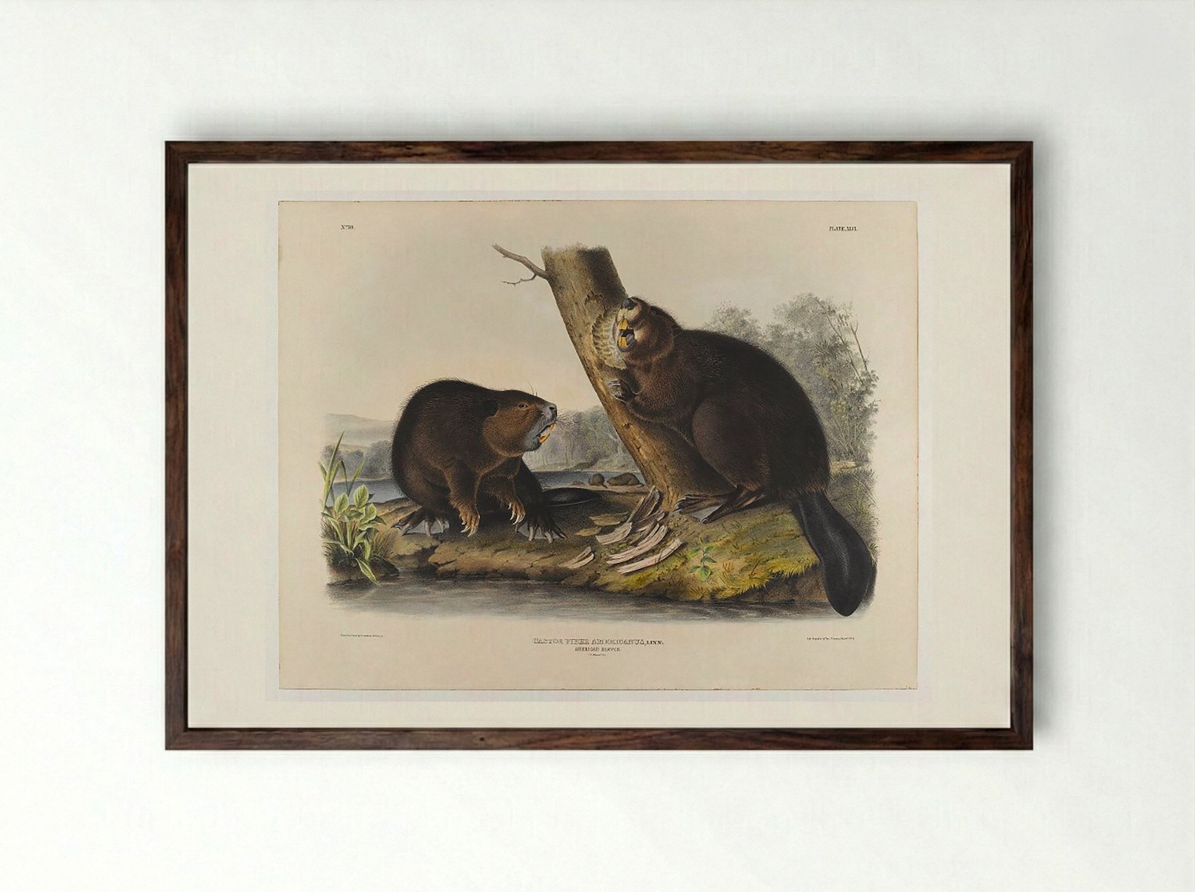 American Beaver - John James Audubon - Framed Print Dark Wood