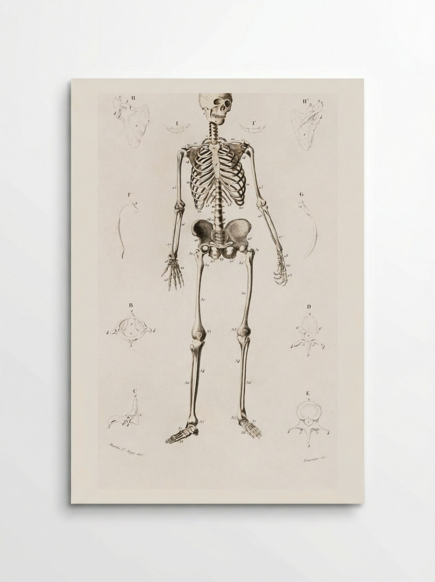 Human Skeleton - Charles Dessalines D'Orbigny - Poster