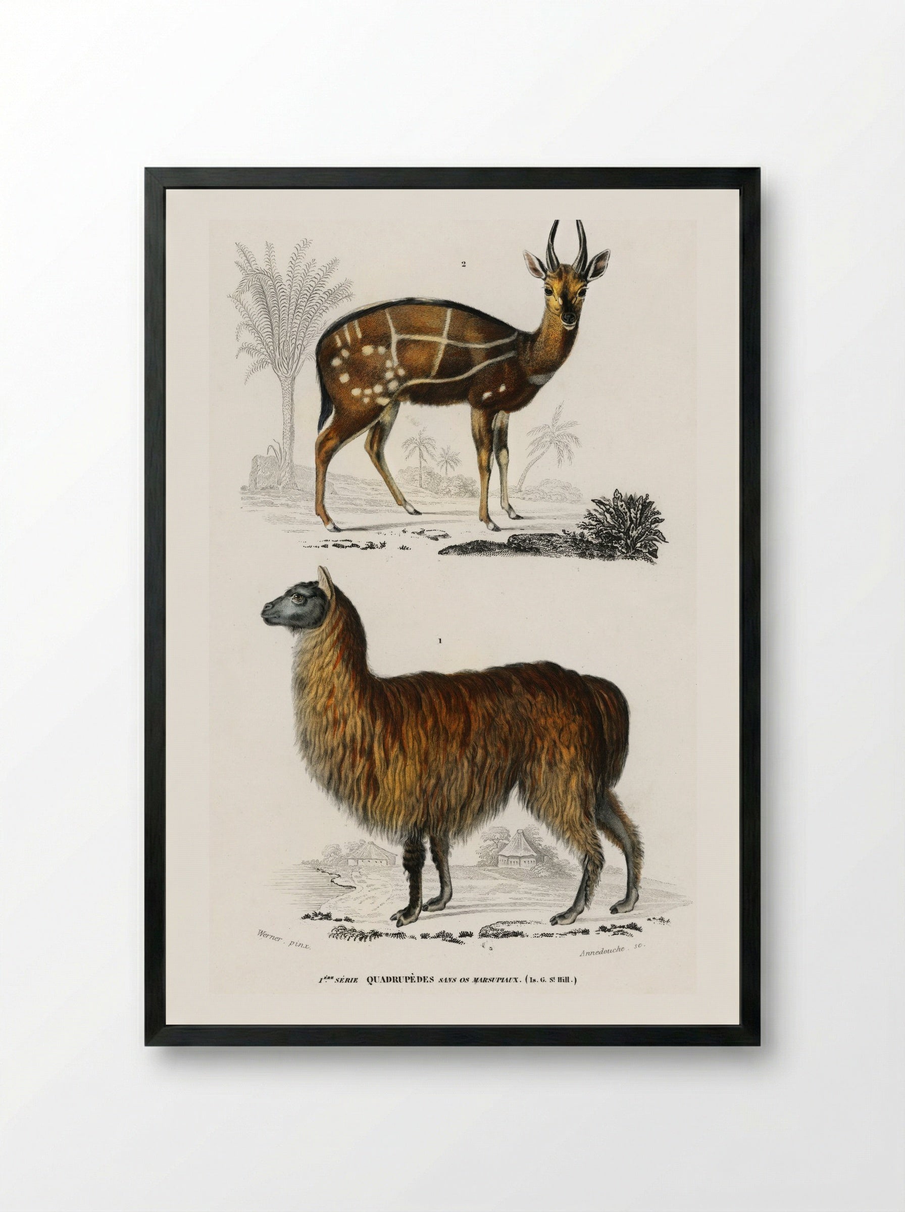 Alpaca and Antilope Guib - Charles Dessalines D'Orbigny - Framed Print Black
