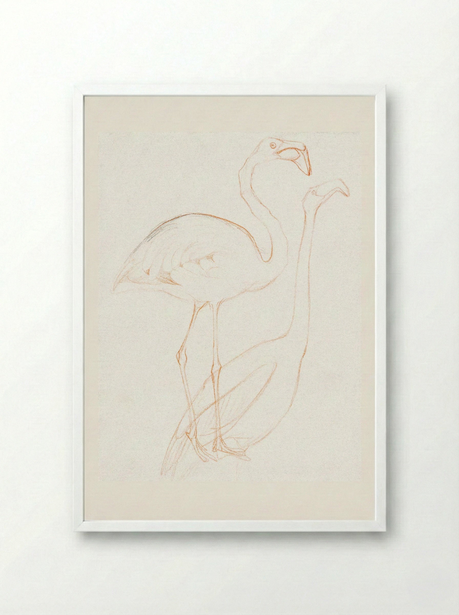 Two Studies of a Flamingo - Theo van Hoytema - Framed Print White