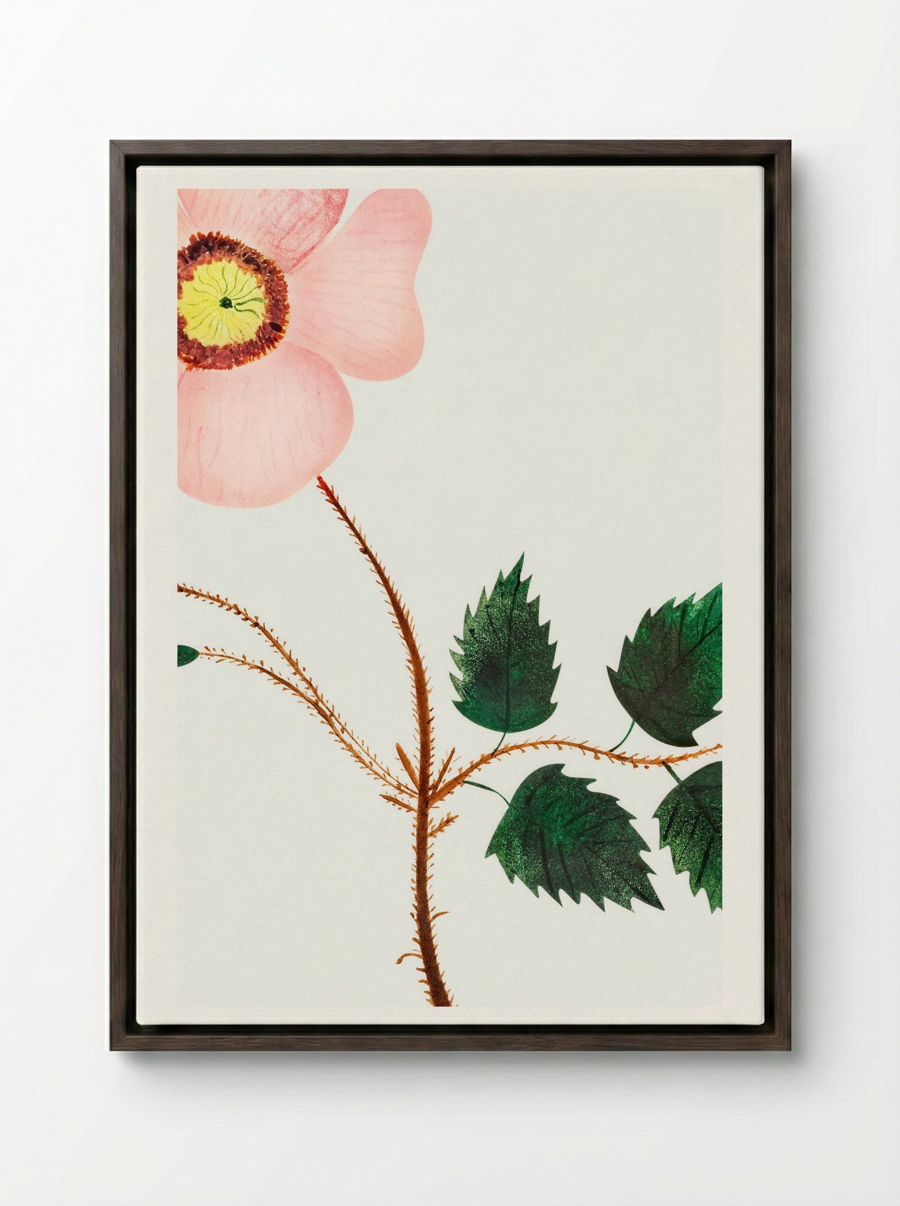 Wild Rose - Mary Altha Nims - Framed Canvas Dark Wood