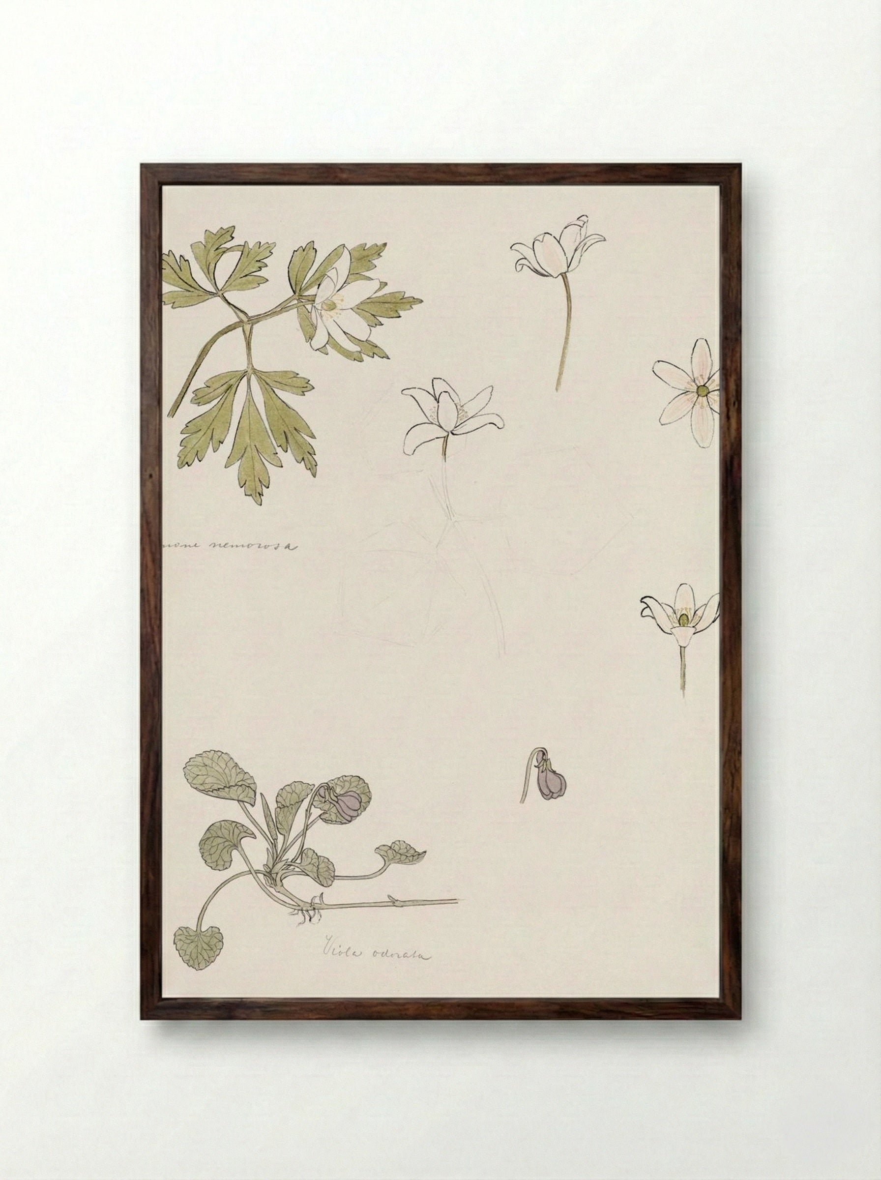 Sketches of Wood Anemone and Sweet Violet - Julie de Graag - Framed Print Dark Wood