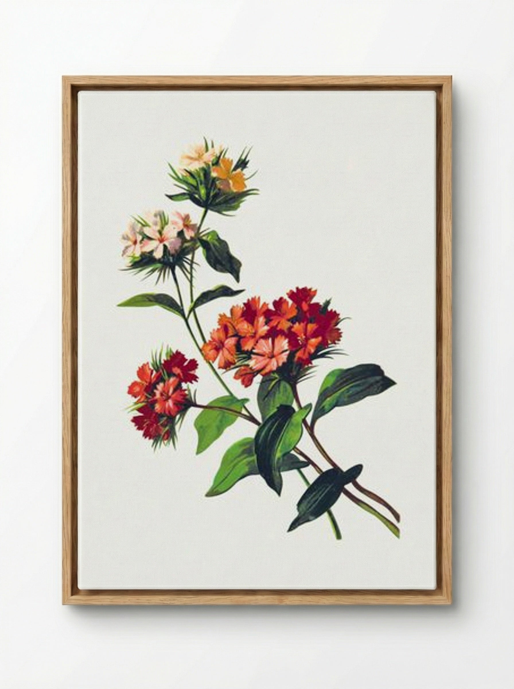 Sweet William Flower - Fine Art Print - Framed Canvas Wood