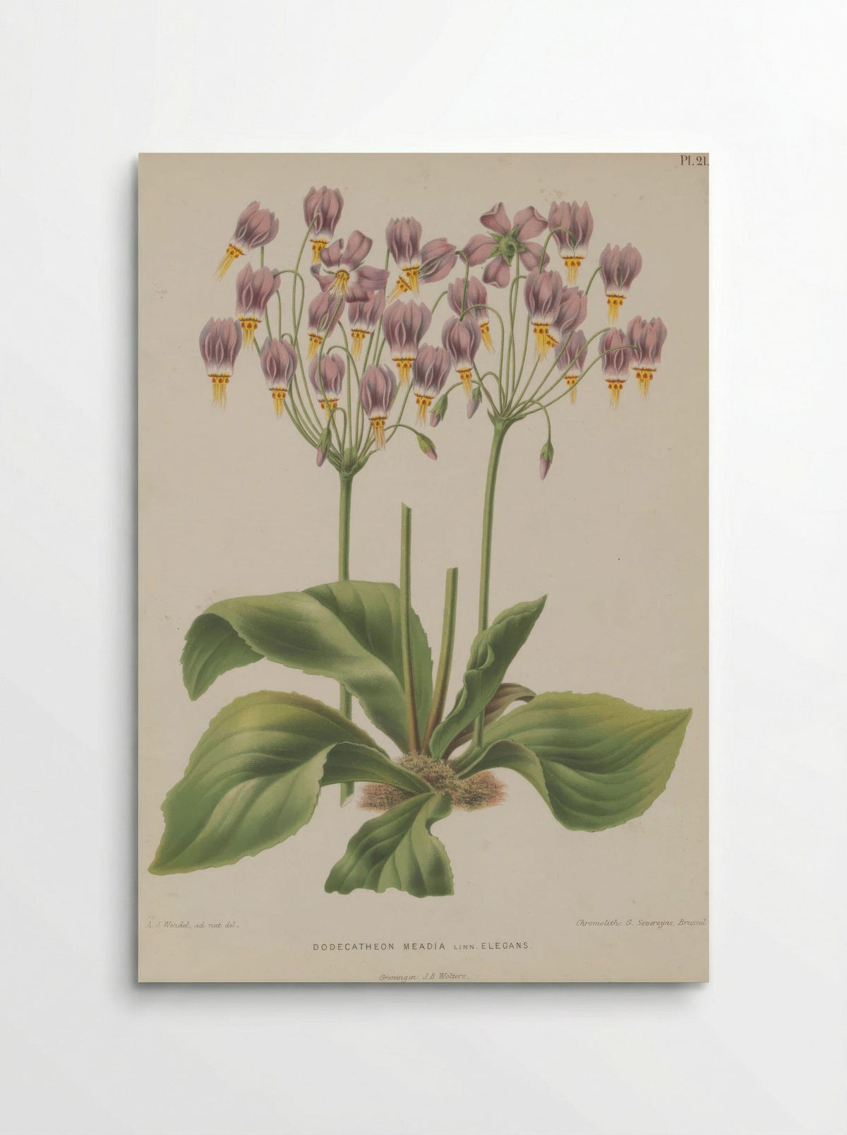 Dodecatheon Meadia L. - A. J. Wendel - Poster