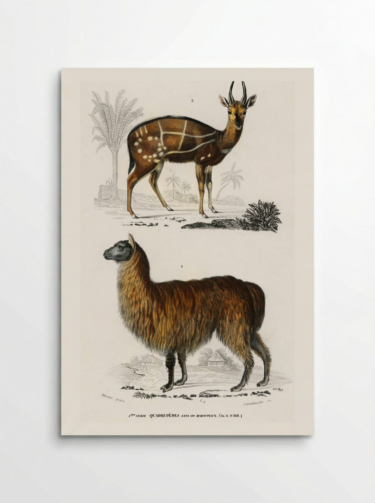 Alpaca and Antilope Guib - Charles Dessalines D'Orbigny - Poster