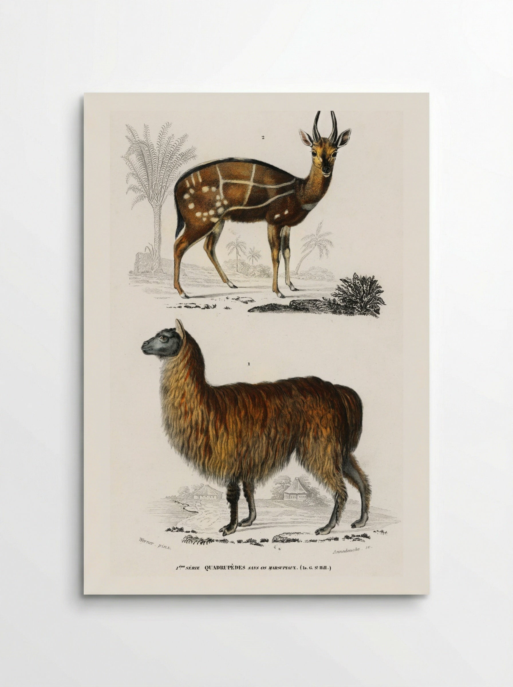 Alpaca and Antilope Guib - Charles Dessalines D'Orbigny - Poster