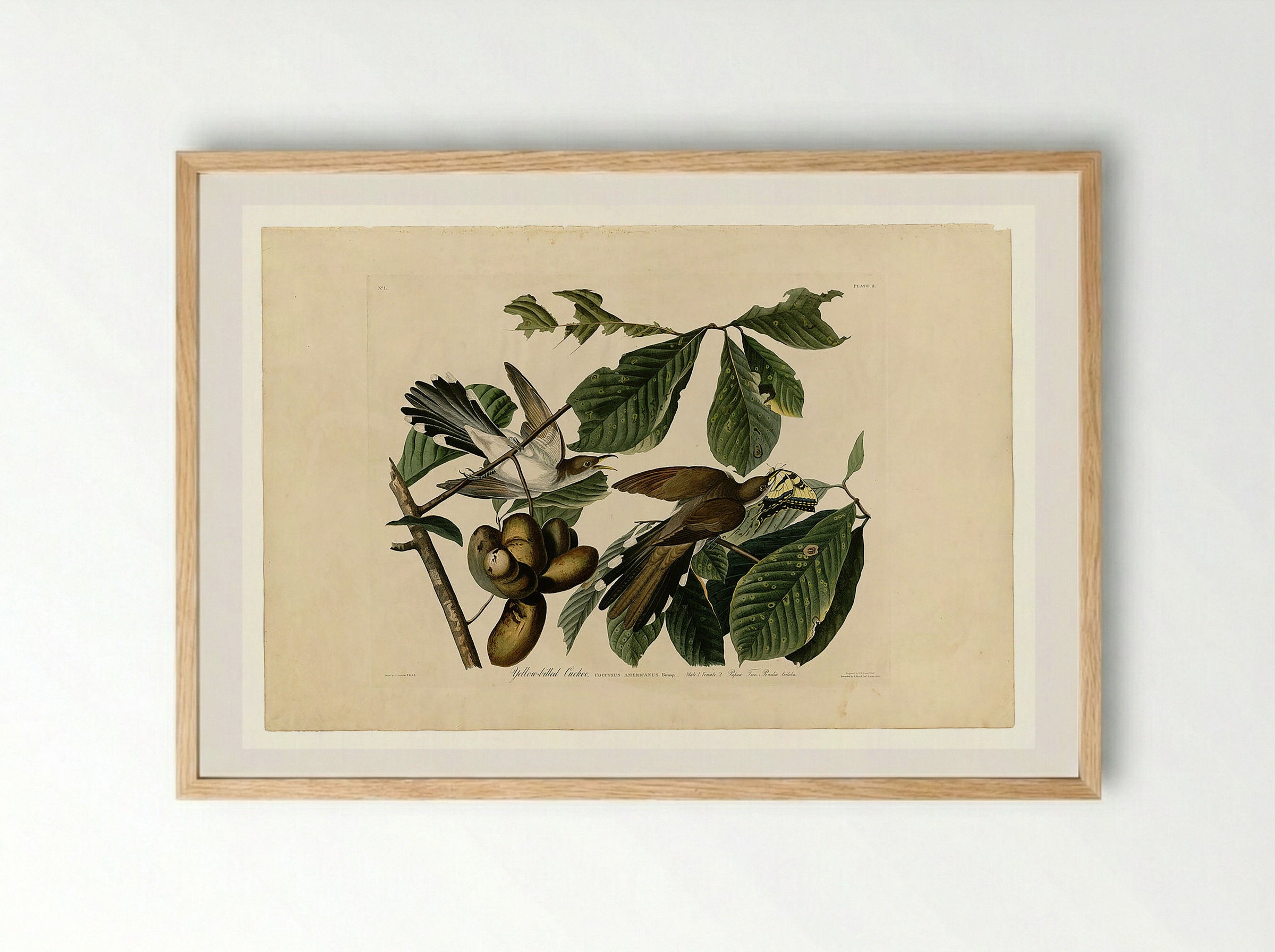 Plate 2. Yellow-billed Cuckoo - John James Audubon - Framed Print Wood