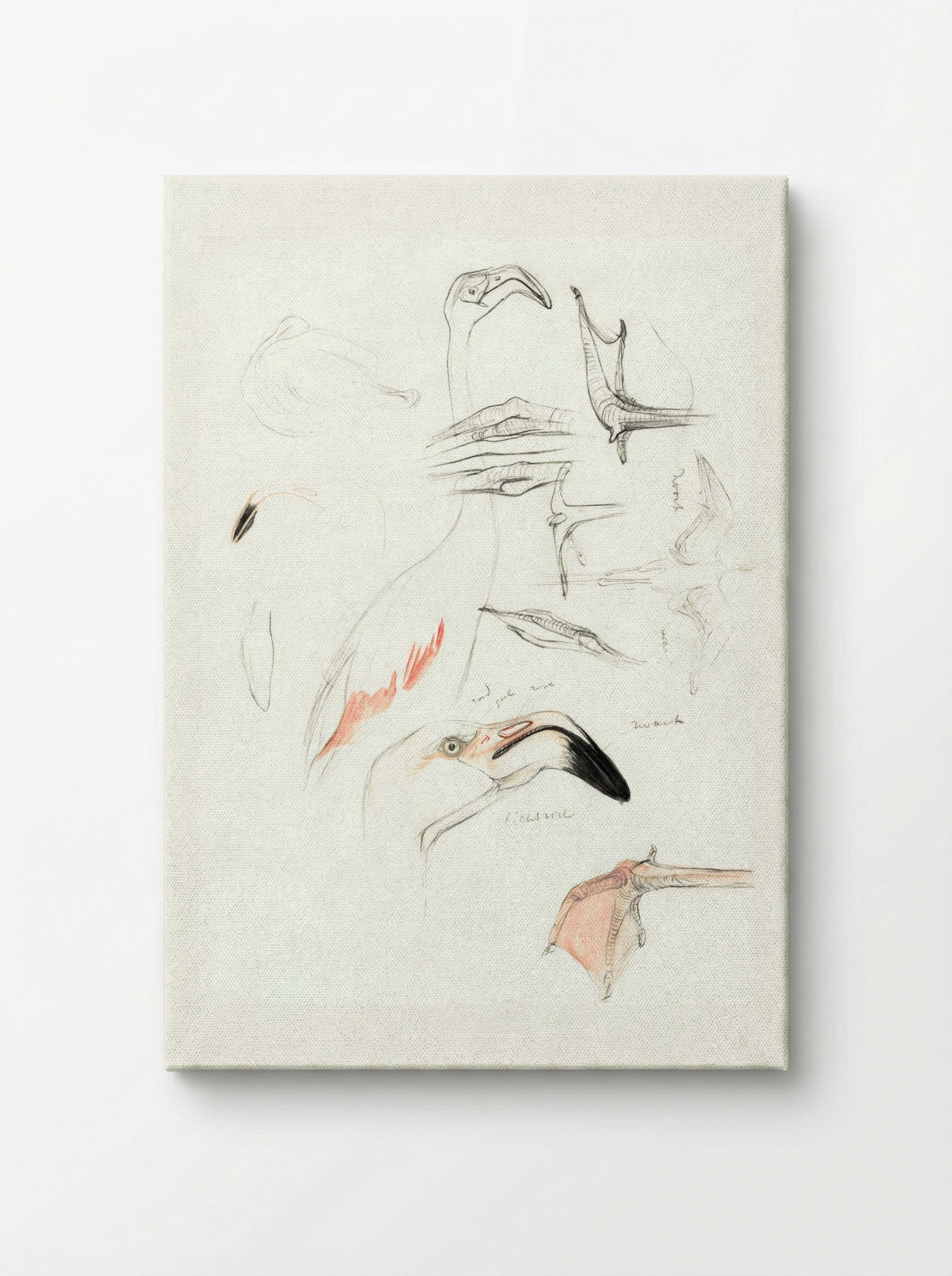 Studies of a Flamingo - Theo van Hoytema - Canvas