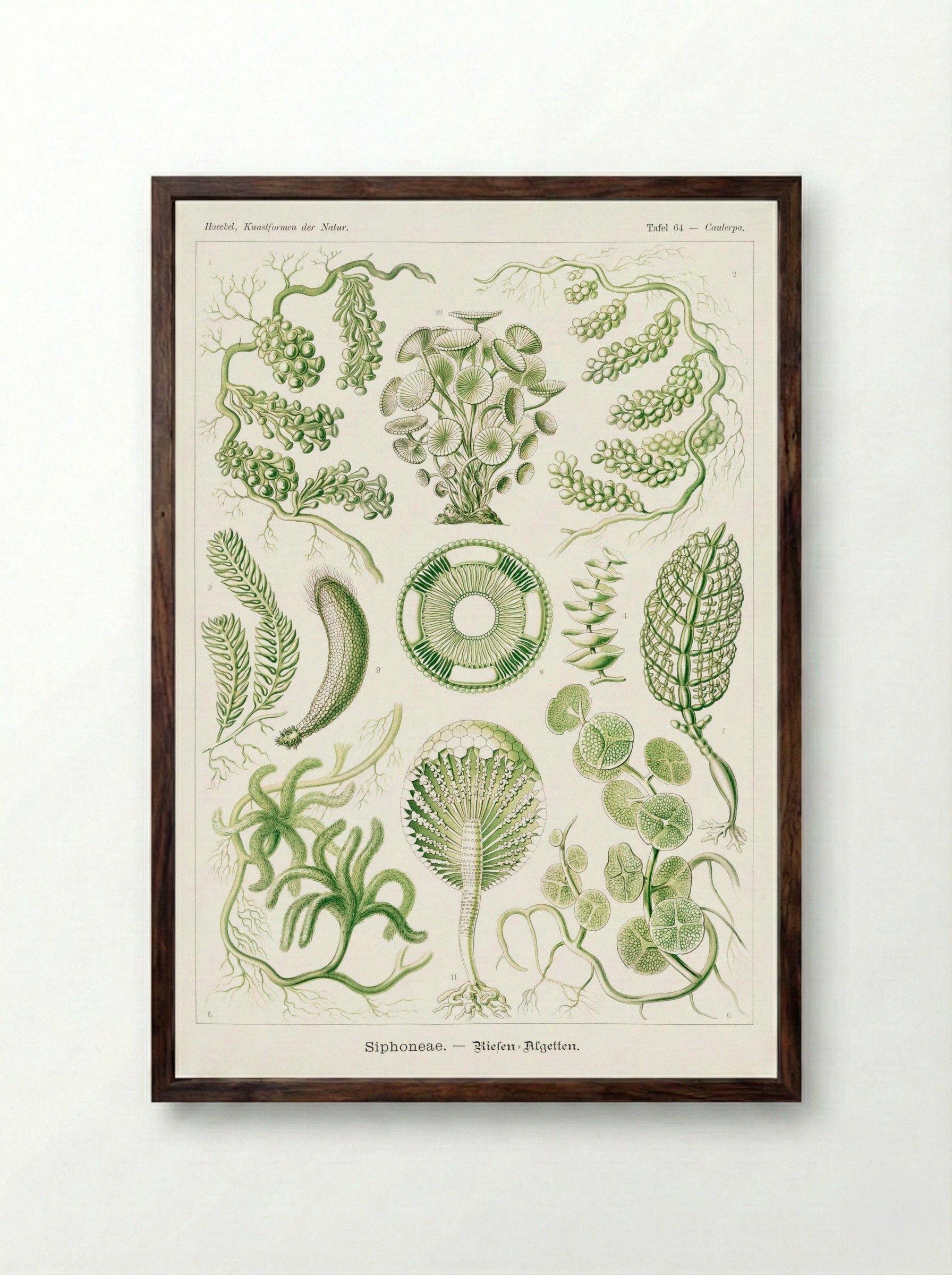 Siphoneae-Riesen Algetten (1904) - Ernst Haeckel - Framed Print Dark Wood