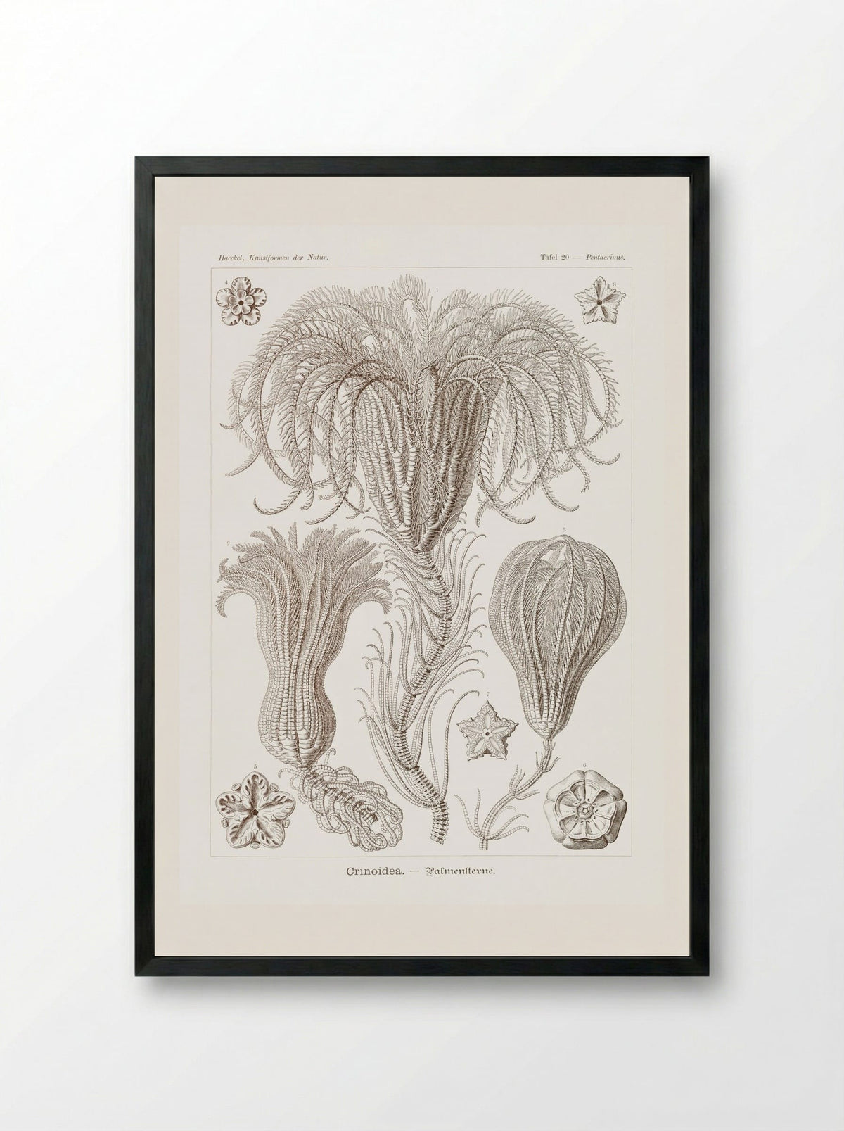 Crinoidea-Palmensterne (1904) - Ernst Haeckel - Framed Print Black