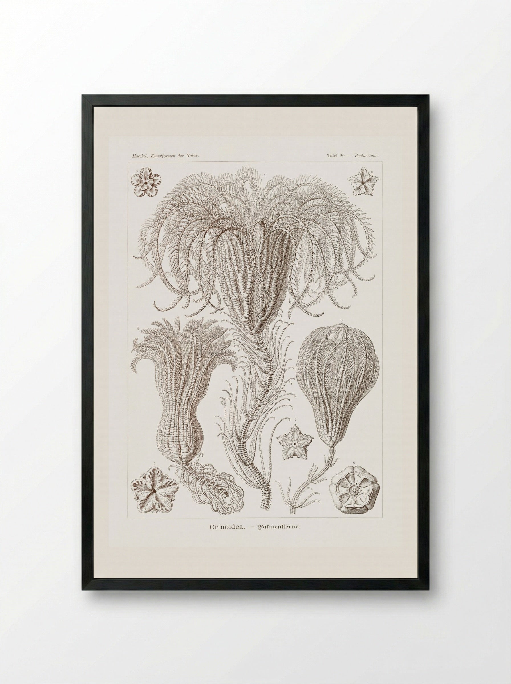 Crinoidea-Palmensterne (1904) - Ernst Haeckel - Framed Print Black