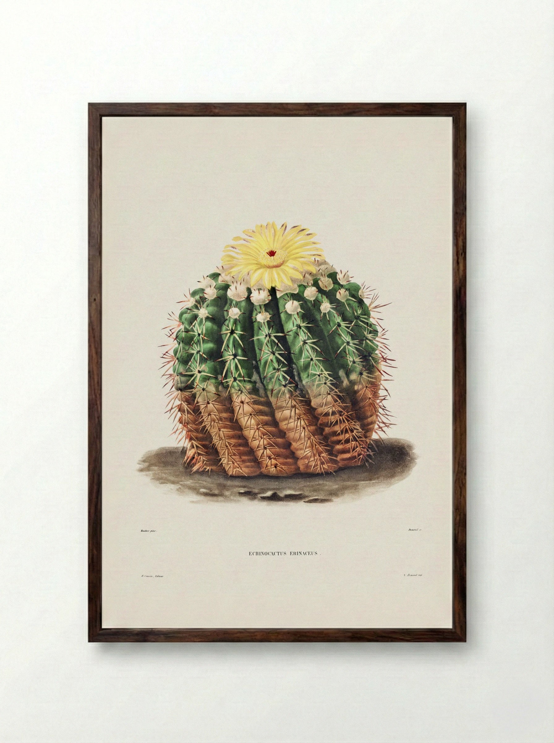 Golden Barrel Cactus (Echinocactus rinaceus) - Charles Antoine Lemaire - Framed Print Dark Wood