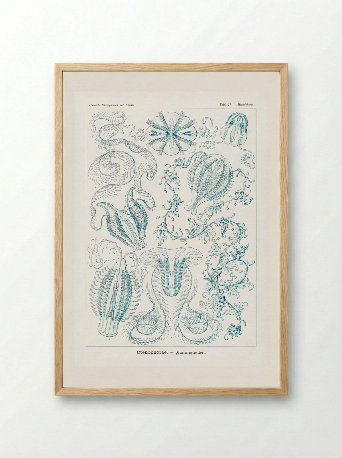 Ctenophorae-Kammquallen (1904) - Ernst Haeckel - Framed Print Wood