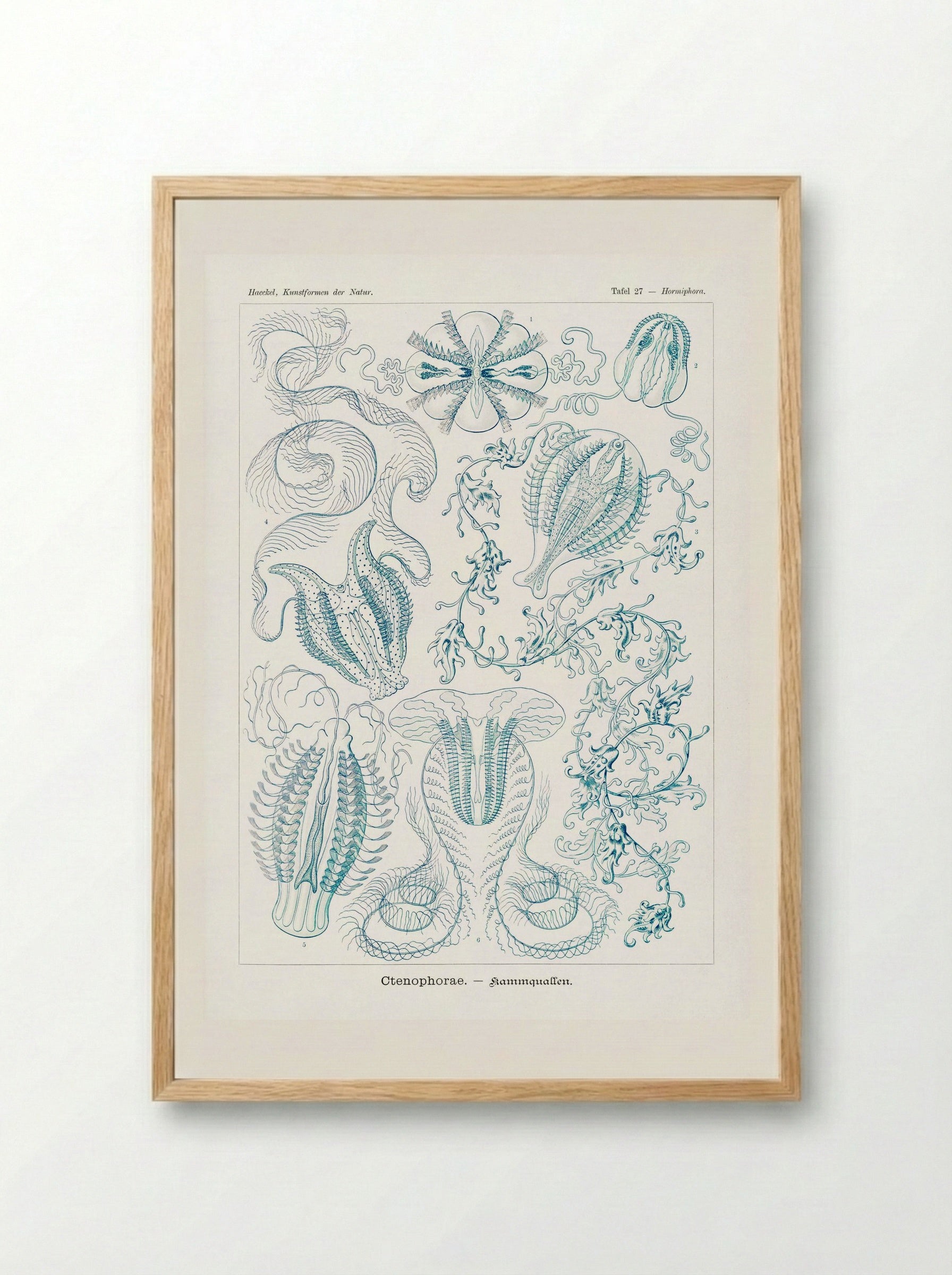 Ctenophorae-Kammquallen (1904) - Ernst Haeckel - Framed Print Wood