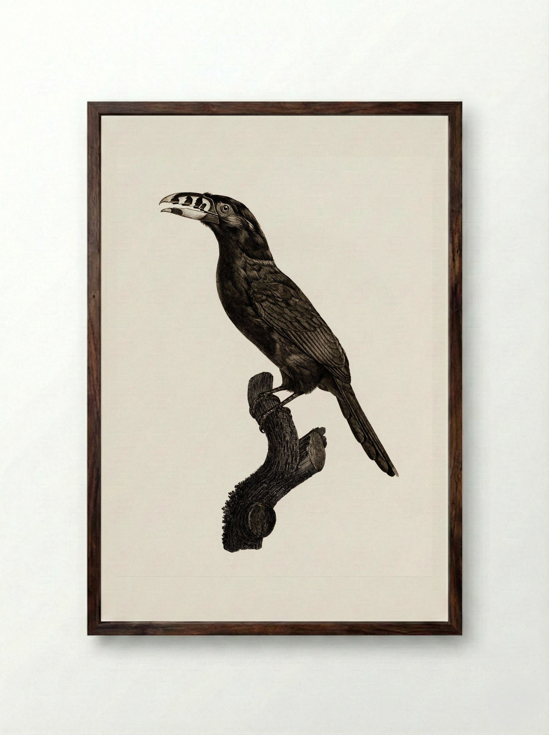 Black-necked Aracari, Male - Jacques Barraband - Framed Print Dark Wood