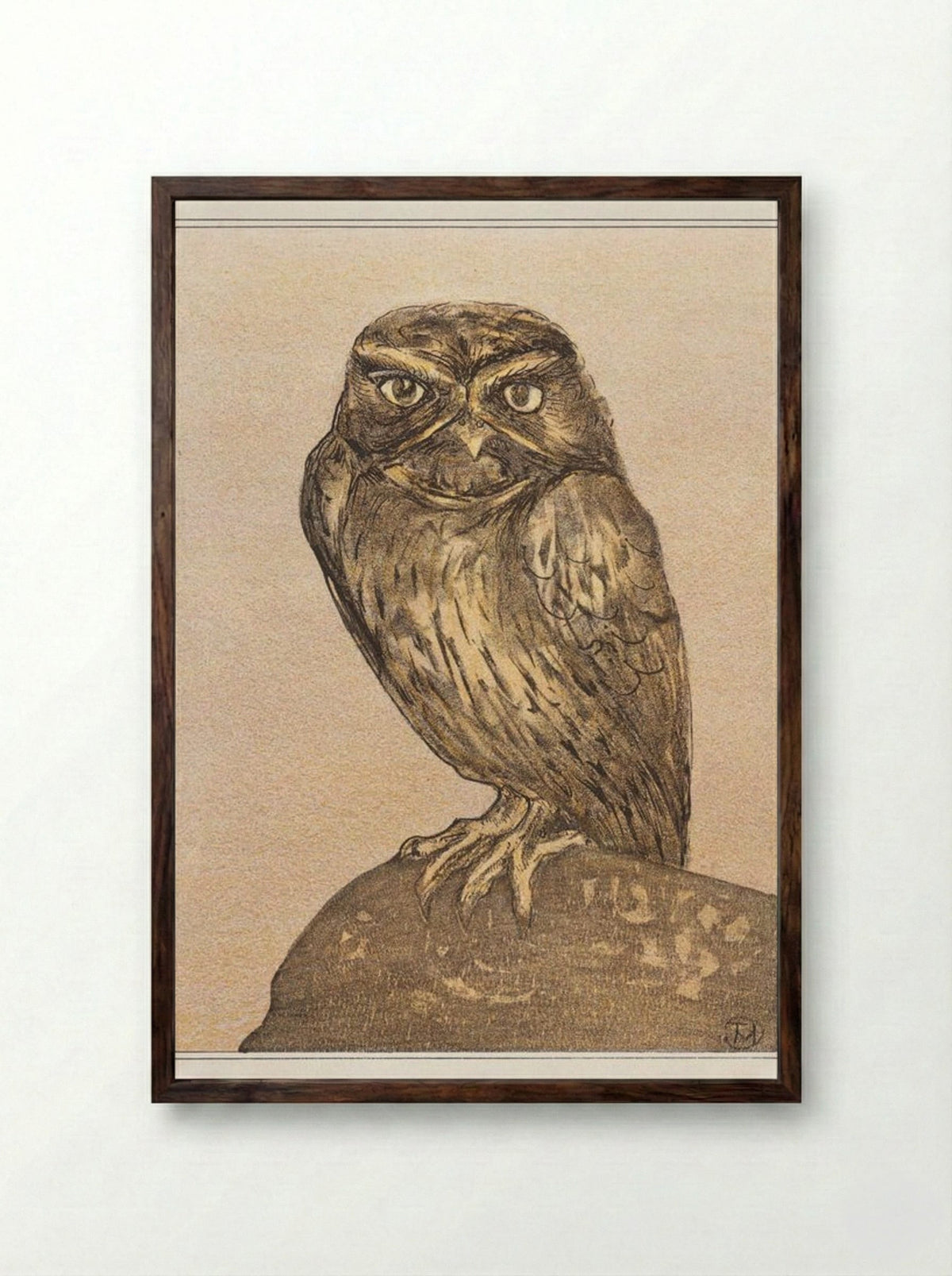 Little Owl on a Rock - Theo van Hoytema - Framed Print Dark Wood