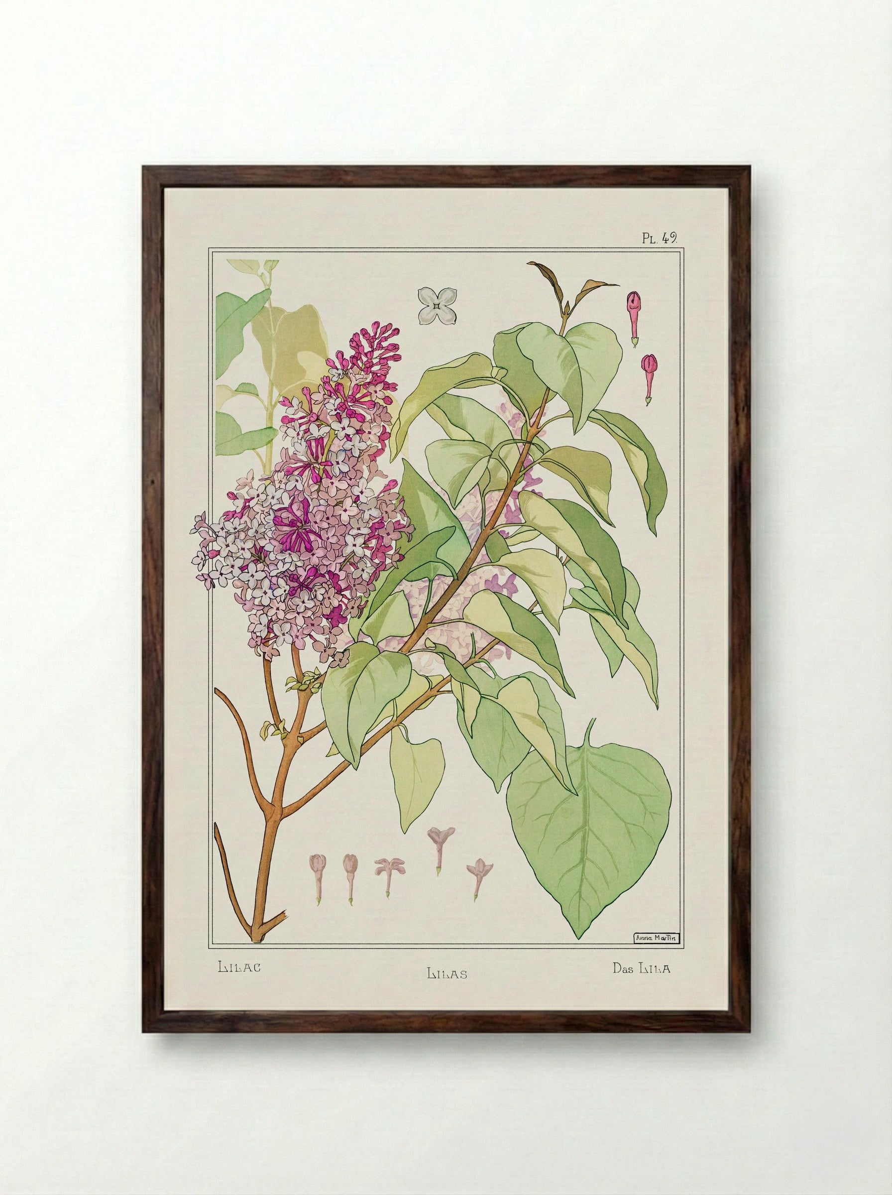 Lilas (Lilac) from La Plante et ses Applications ornementales - Maurice Pillard Verneuil - Framed Print Dark Wood