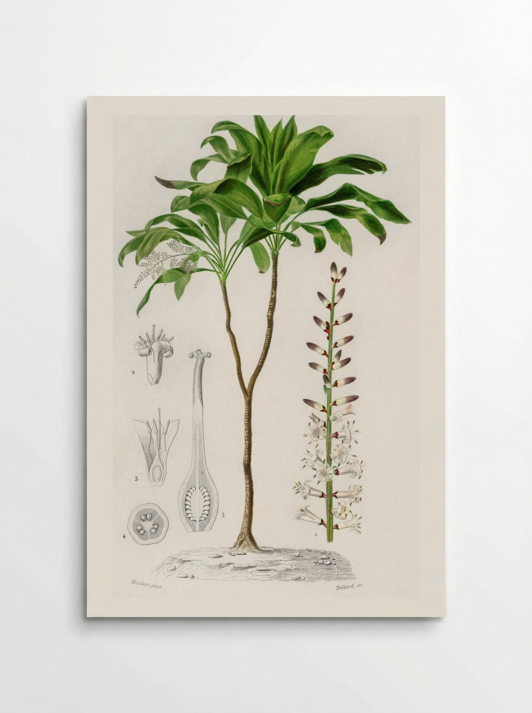 Dracaena brasiliensis - Charles Dessalines D'Orbigny - Poster