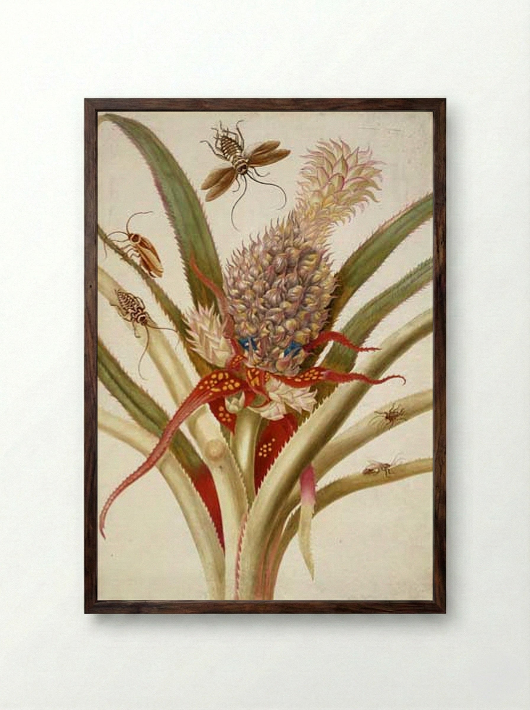 Pineapple and Cockroaches - Maria Sibylla Merian - Framed Print Dark Wood