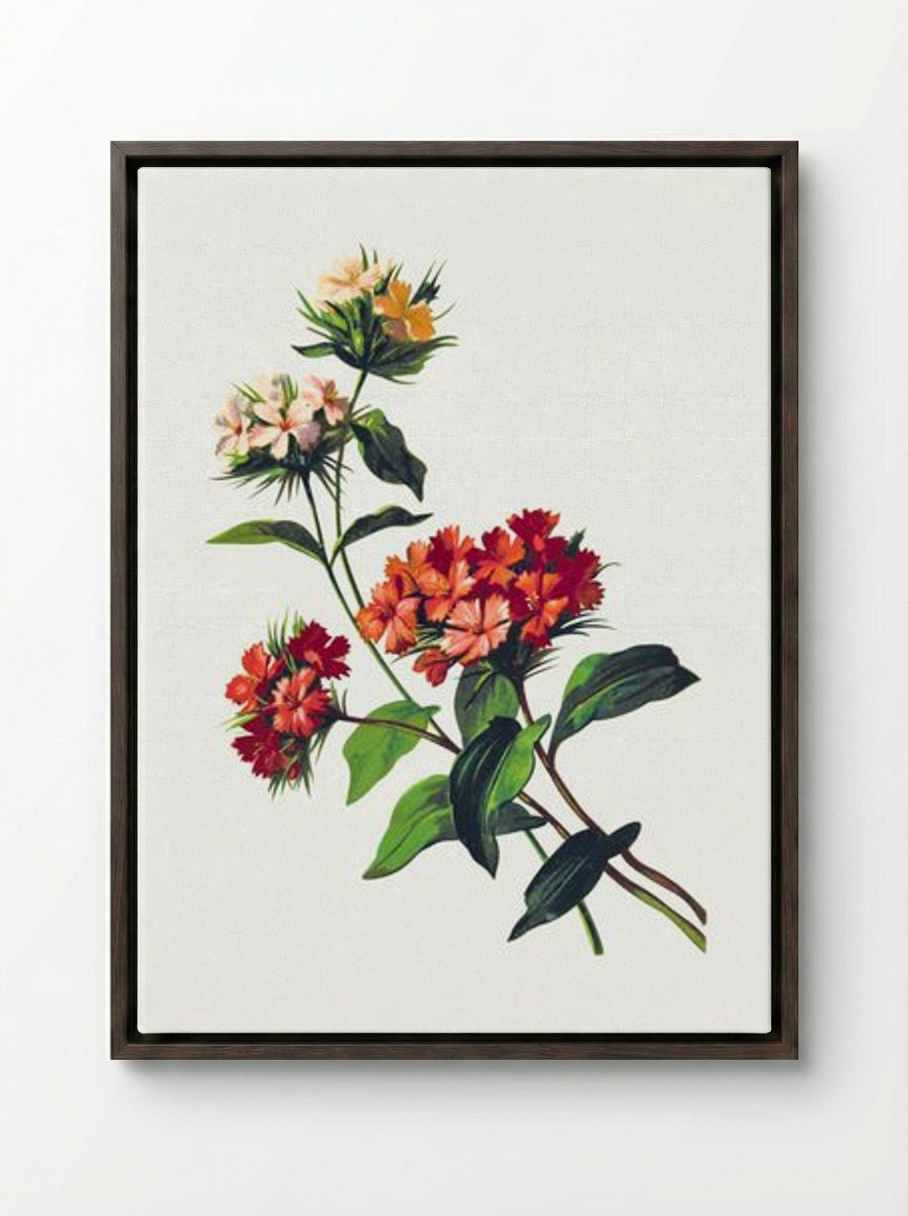 Sweet William Flower - Fine Art Print - Framed Canvas Dark Wood