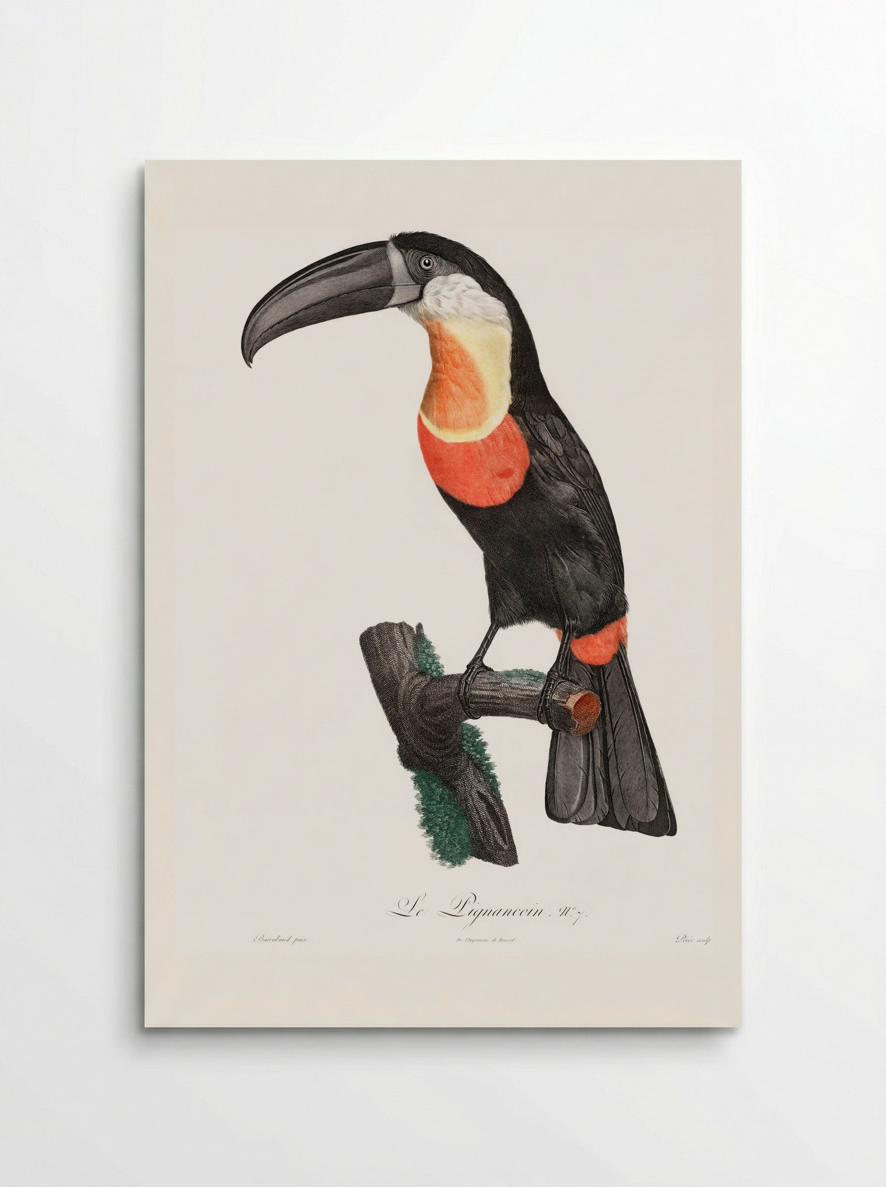 Green-billed Toucan - Jacques Barraband - Poster