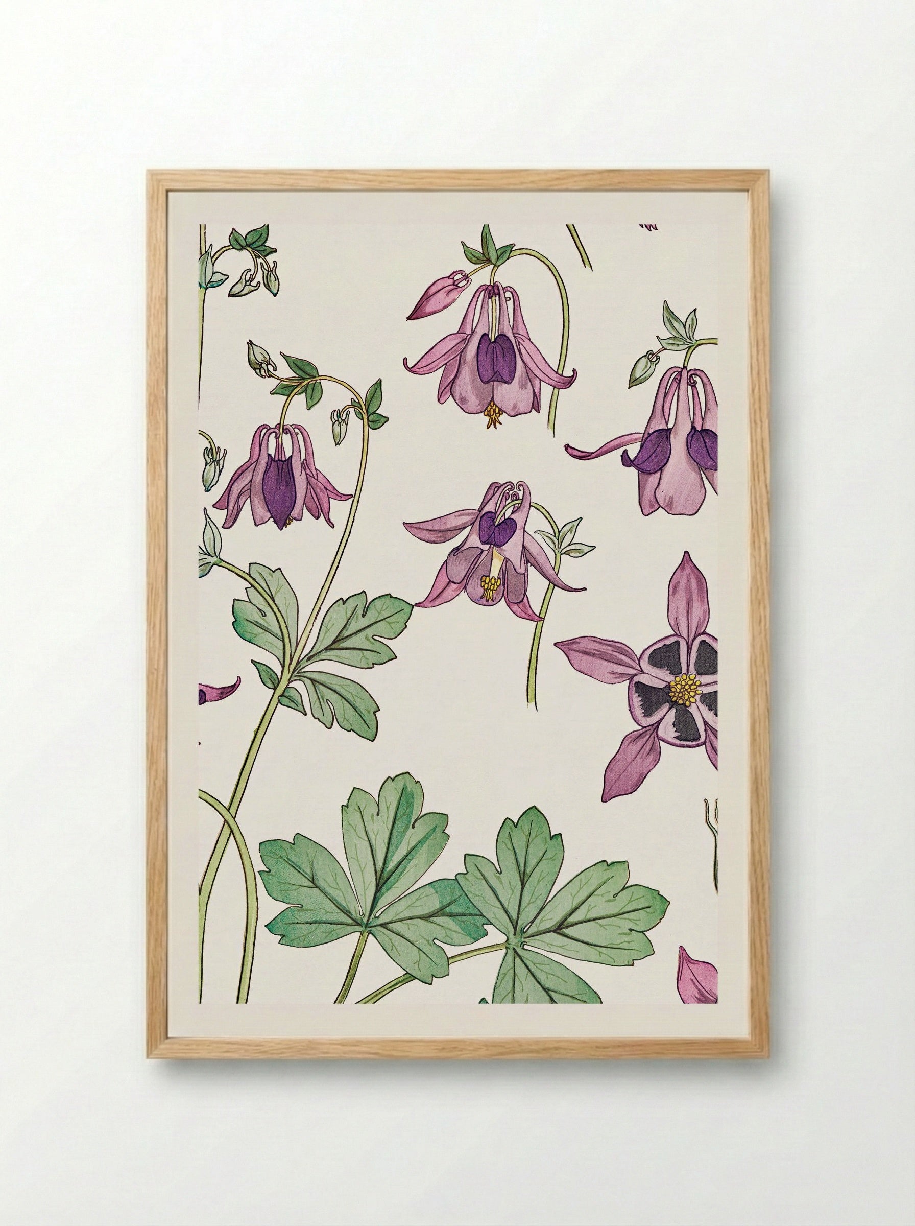 Ancolie (Columbine) - Maurice Pillard Verneuil - Framed Print Wood