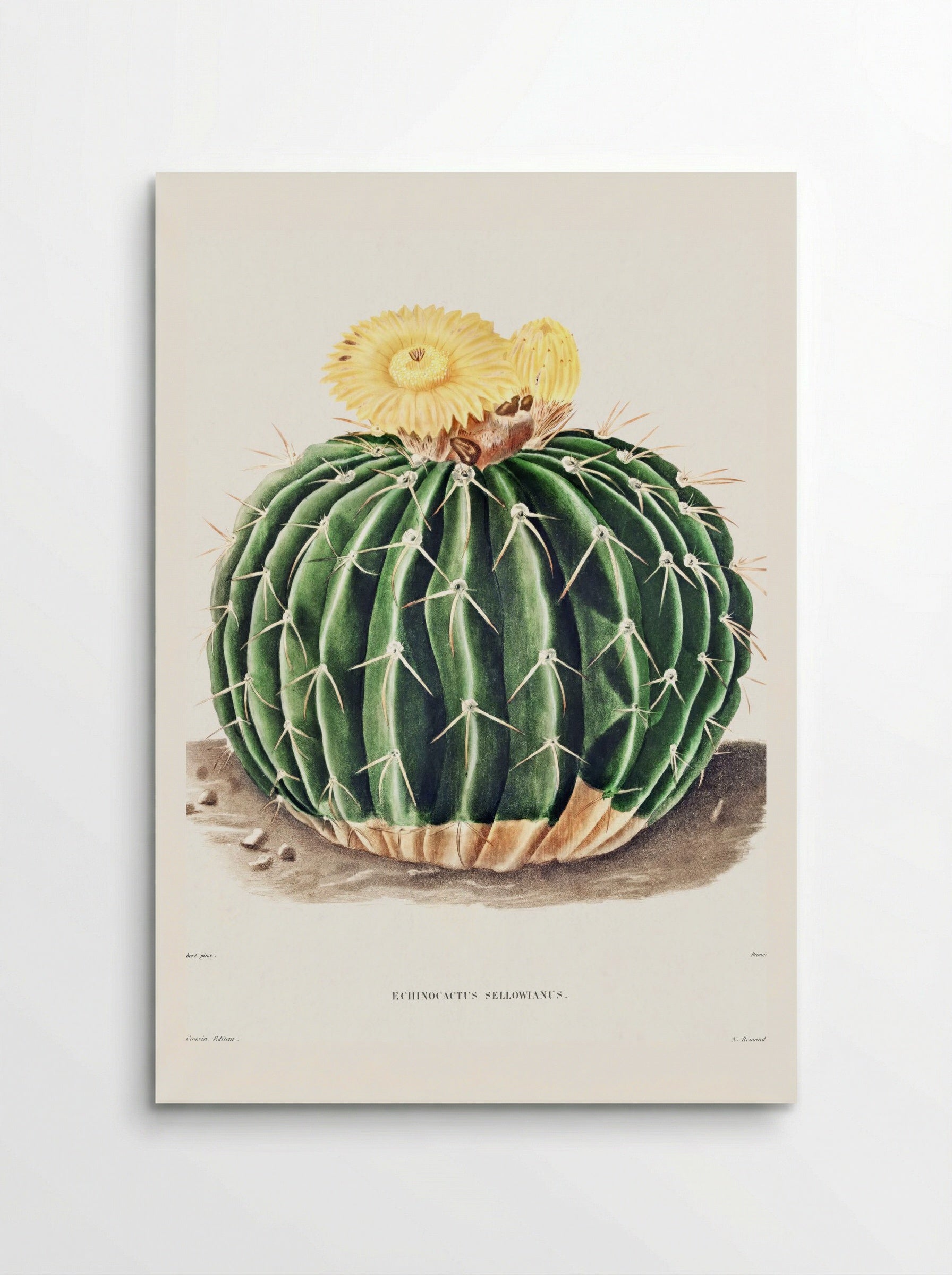 Parodia Sellowii (Echinocactus Sellowianus) - Charles Antoine Lemaire - Poster