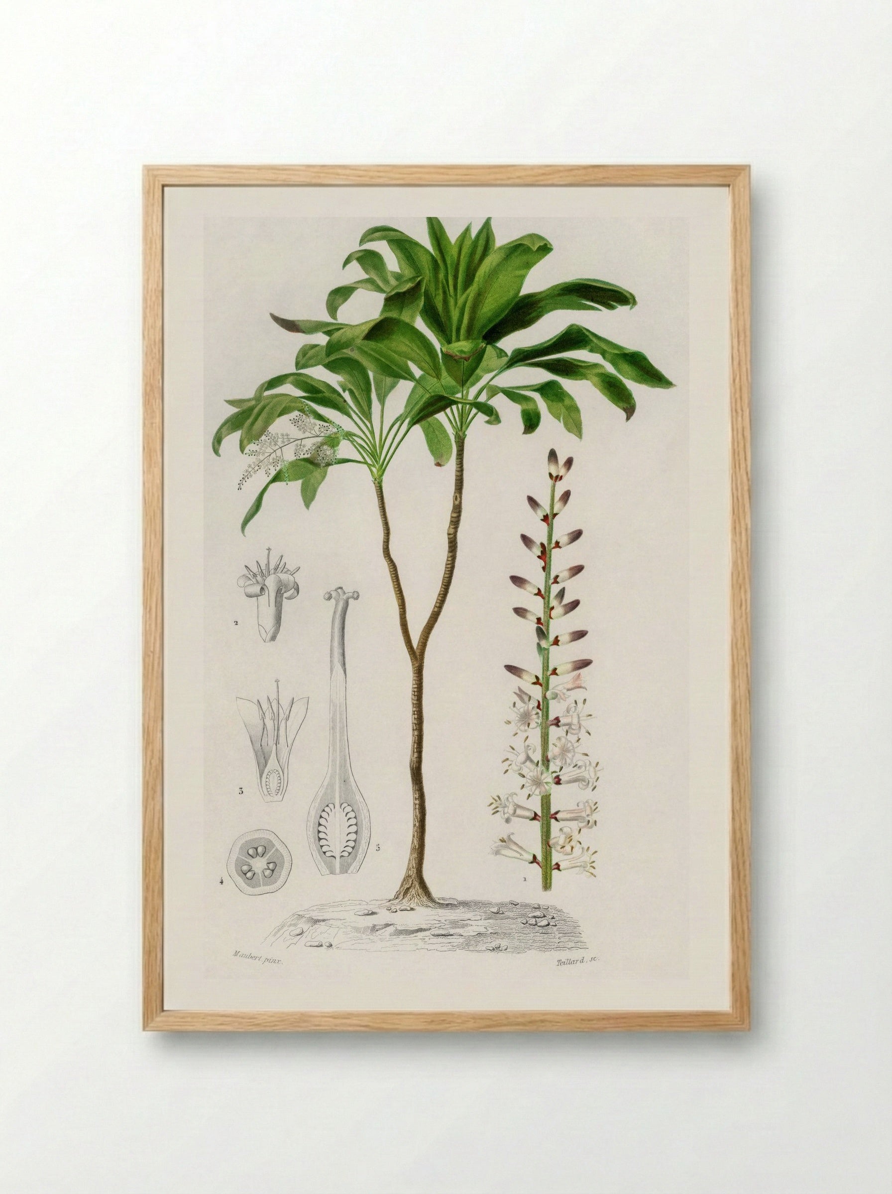 Dracaena brasiliensis - Charles Dessalines D'Orbigny - Framed Print Wood