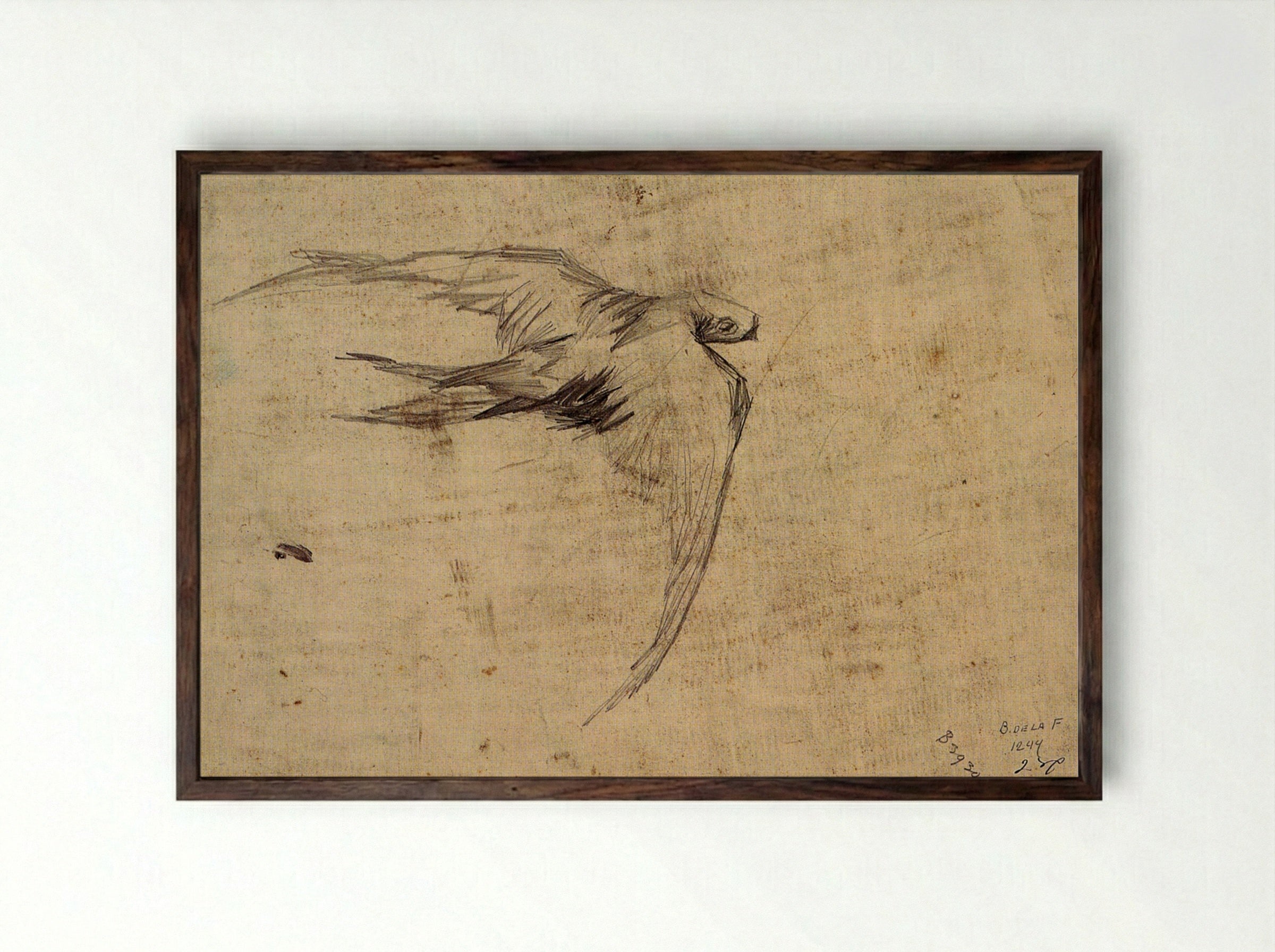 Study of a Swift in Flight - Leonardo da Vinci - Framed Print Dark Wood