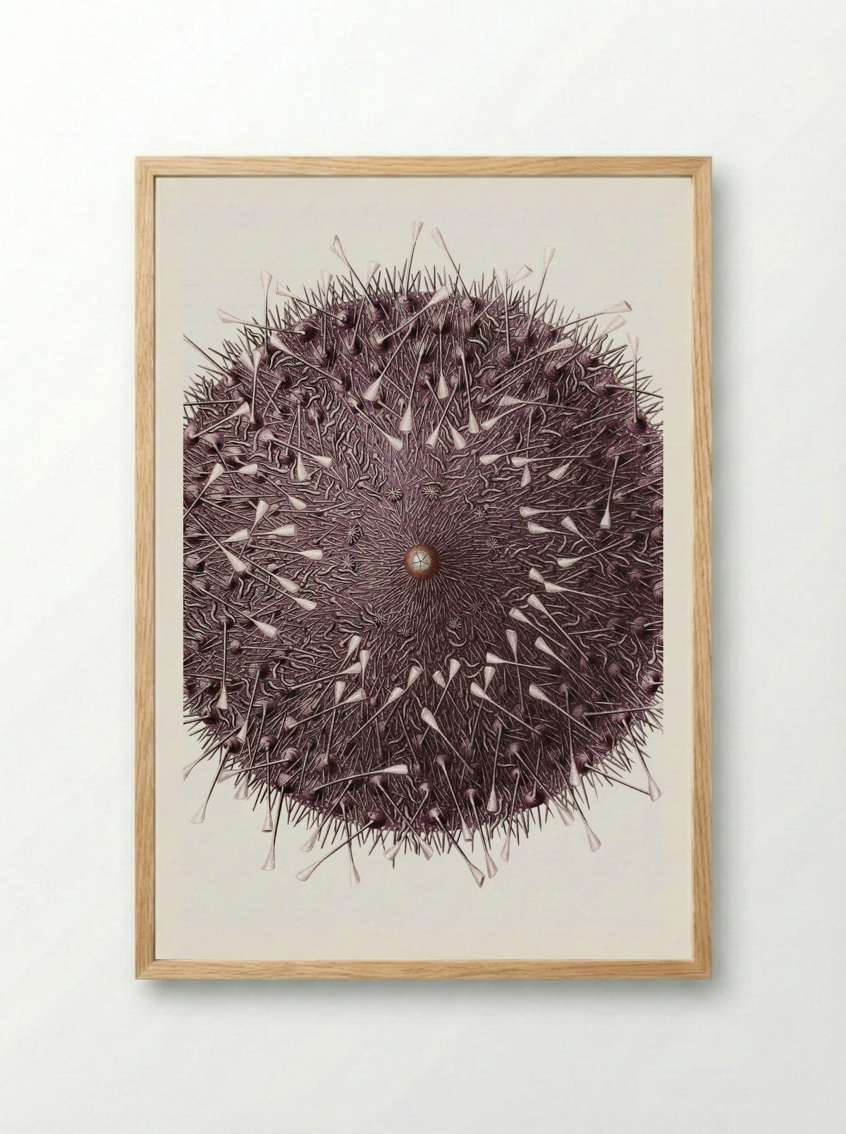 Sea Urchin Illustration - Albert I of Monaco - Framed Print Wood