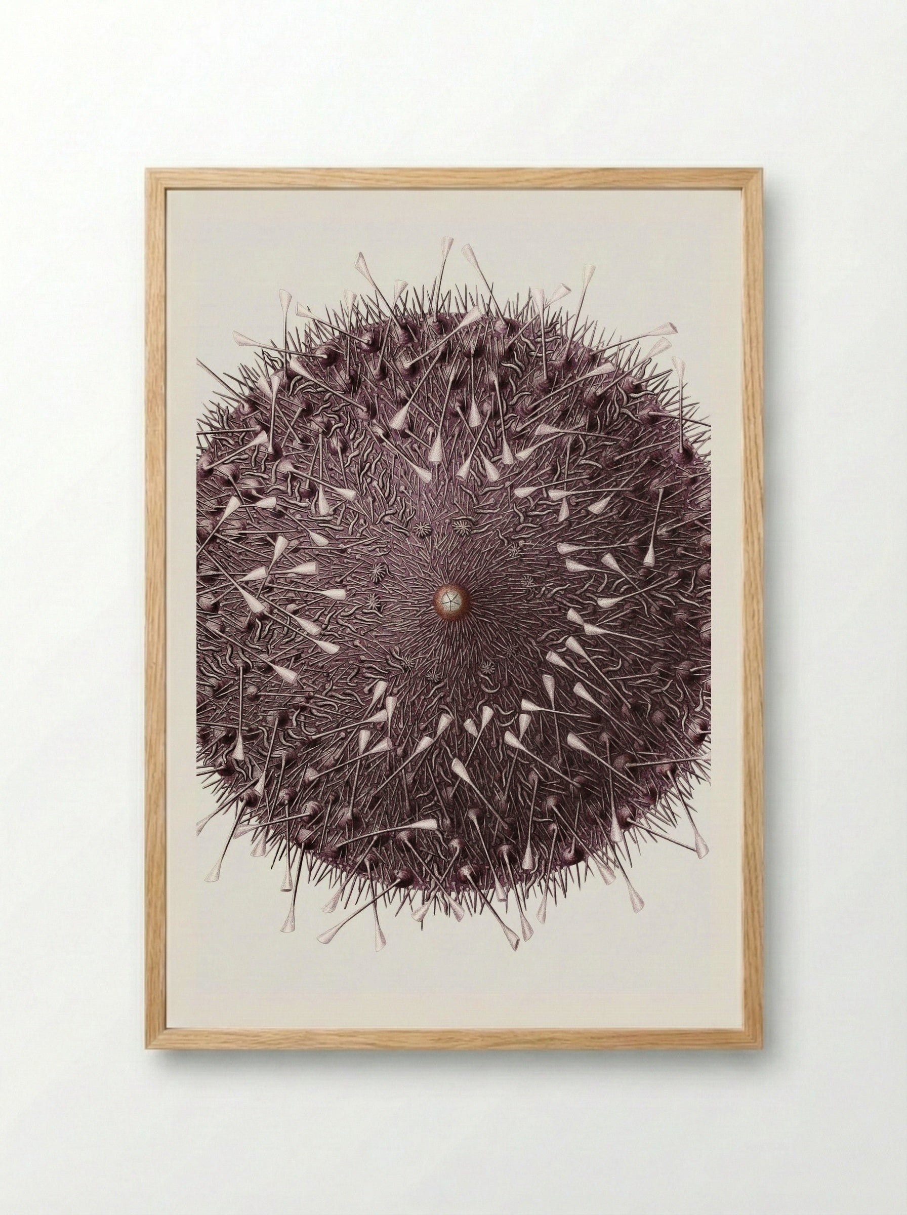 Sea Urchin Illustration - Albert I of Monaco - Framed Print Wood