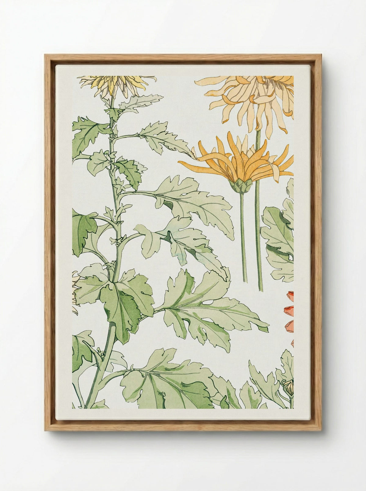 Chrysanthème (Chrysanthemum) - Maurice Pillard Verneuil - Framed Canvas Wood