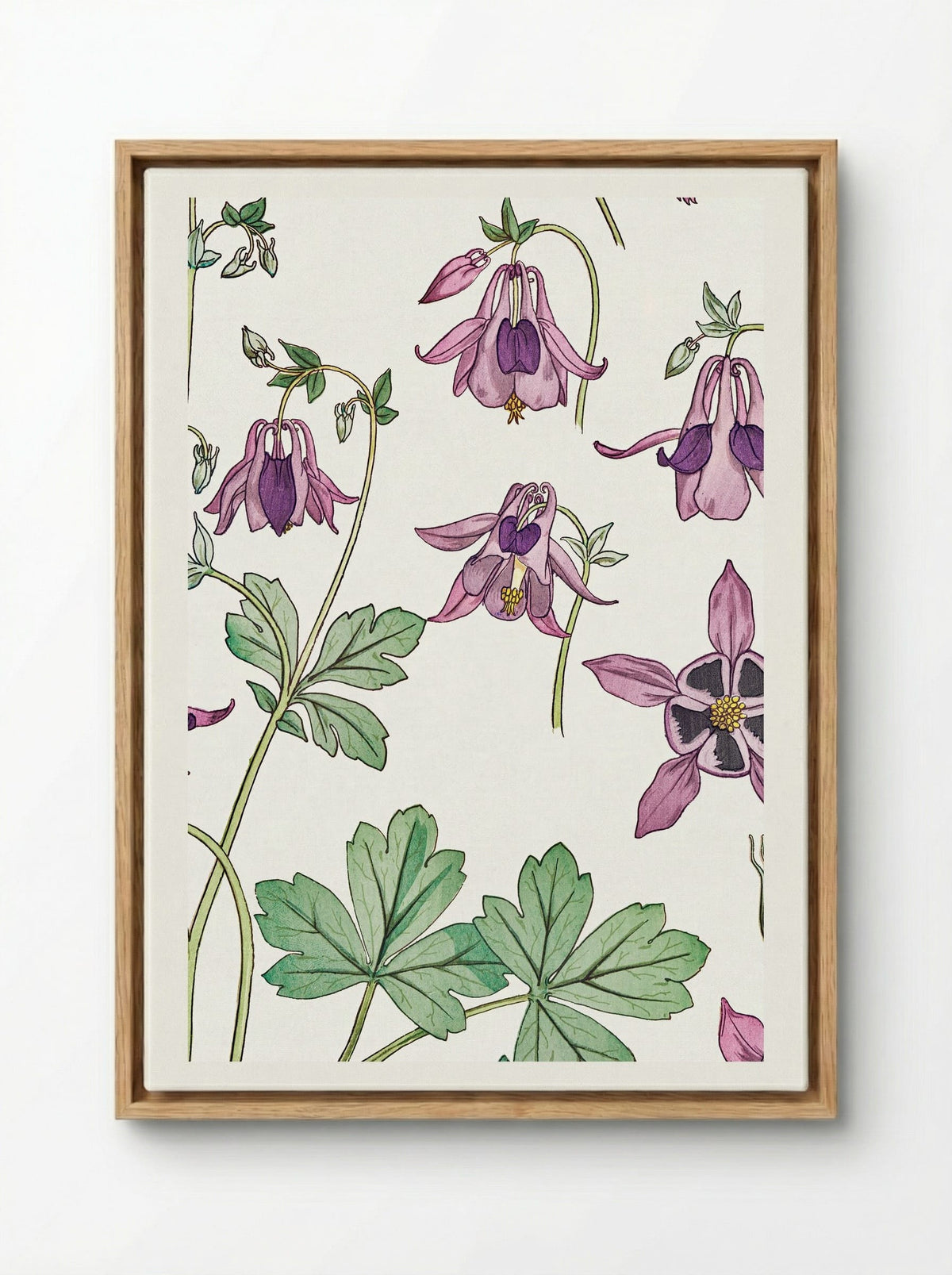Ancolie (Columbine) - Maurice Pillard Verneuil - Framed Canvas Wood