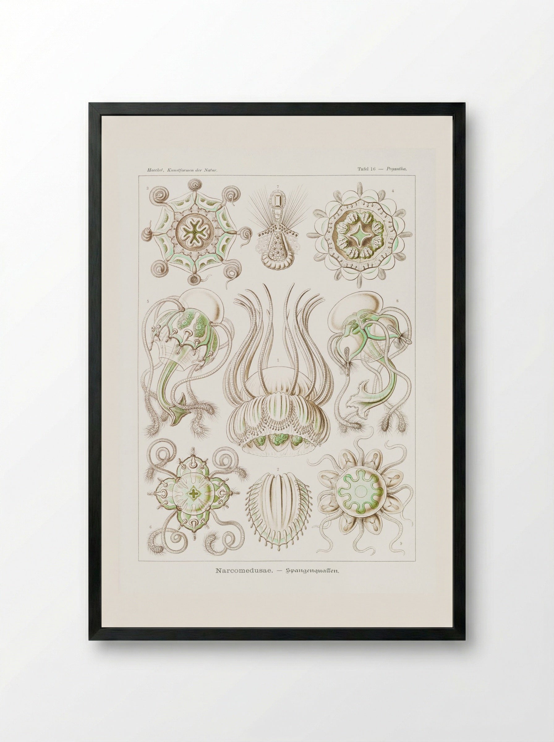 Narcomedusae-Spangenquallen (1904) - Ernst Haeckel - Framed Print Black