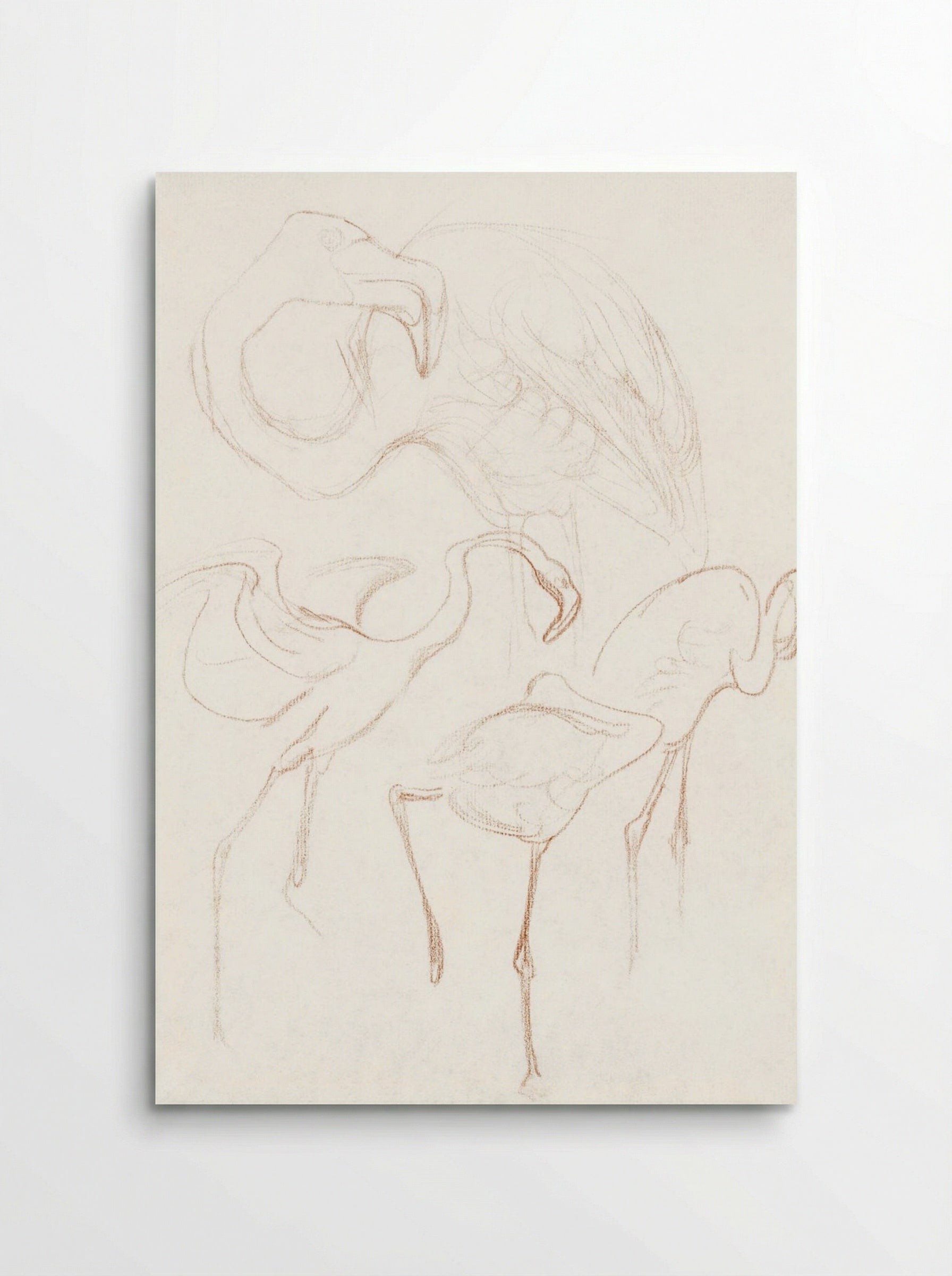 Studies of Flamingos - Theo van Hoytema - Poster