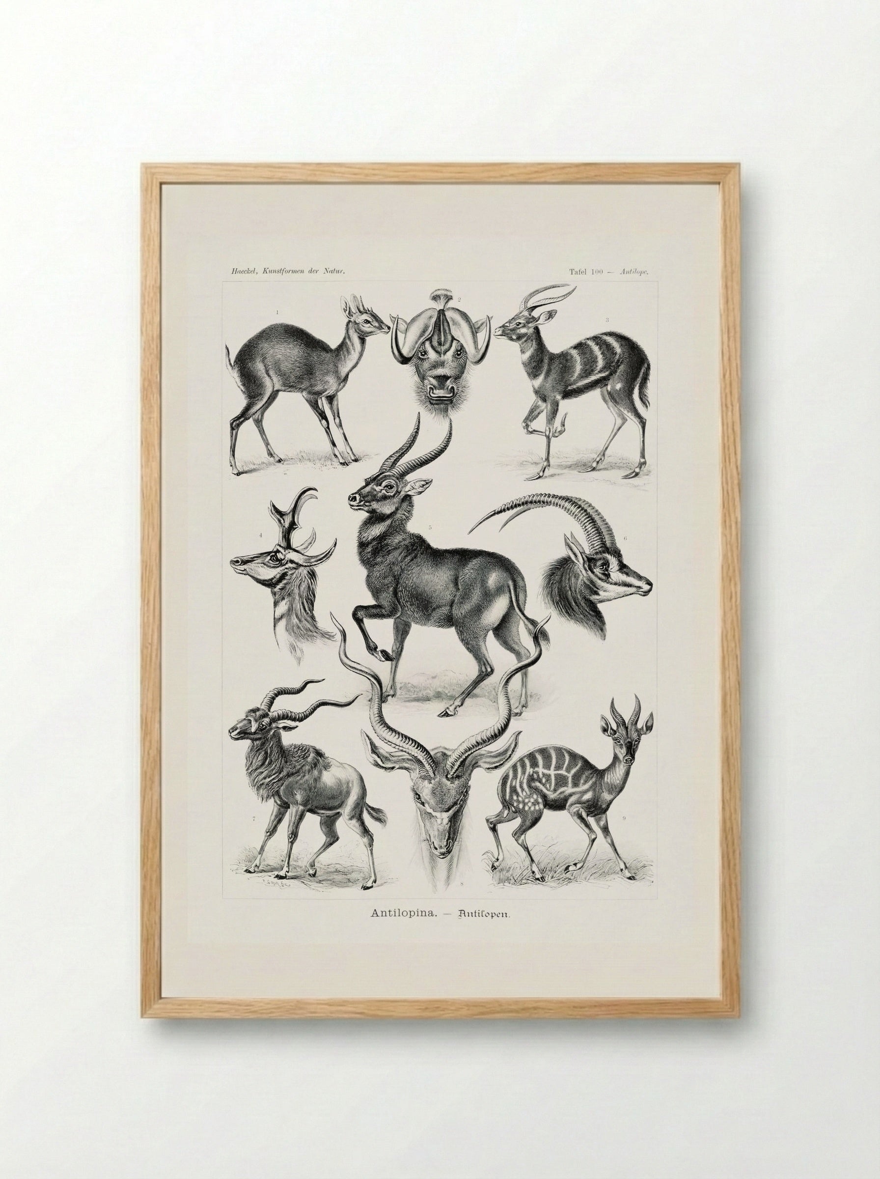 Antilopina-Antilopen (1904) - Ernst Haeckel - Framed Print Wood