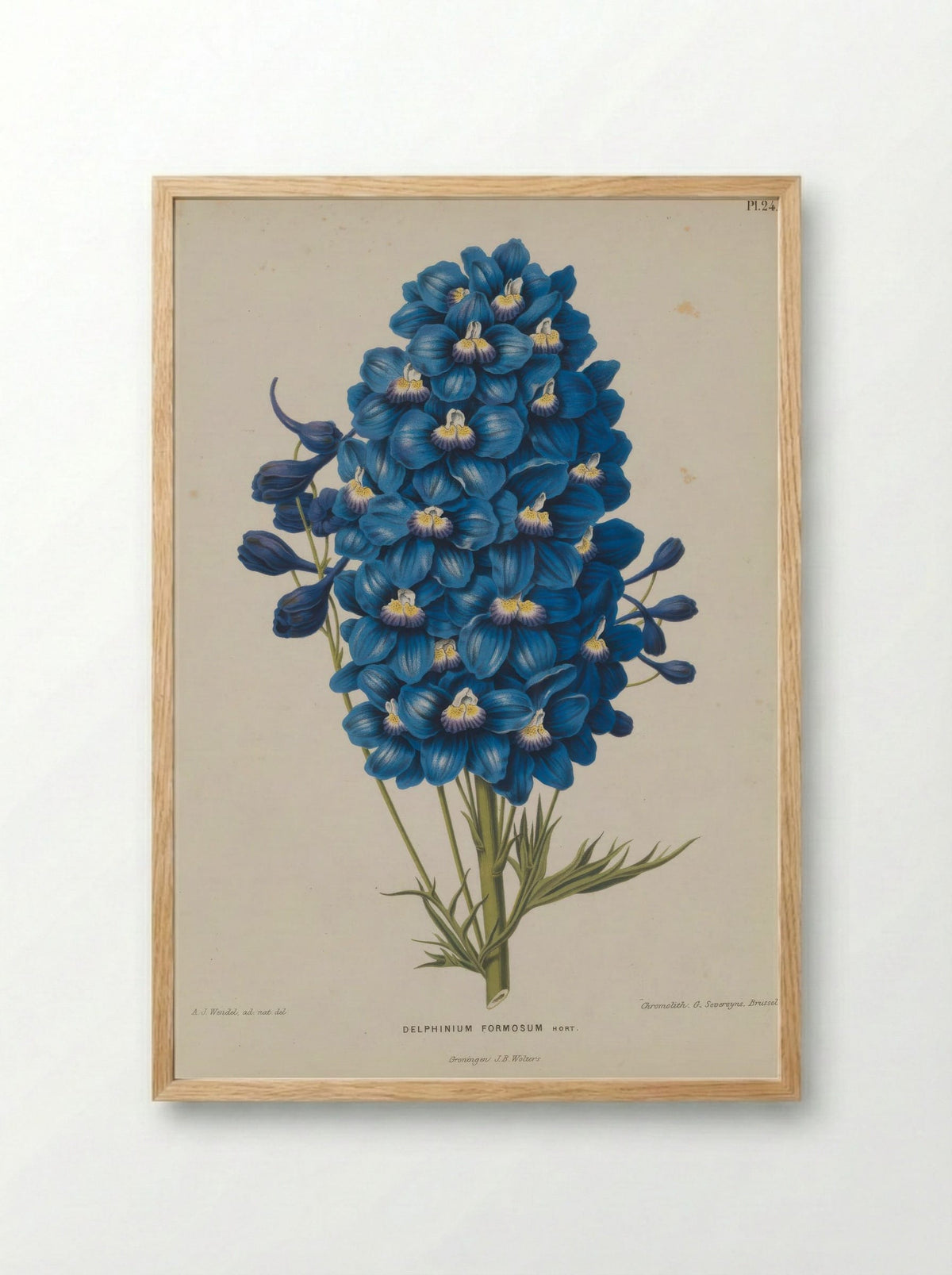 Delphinium Formosum Boiss A Huet - A. J. Wendel - Framed Print Wood