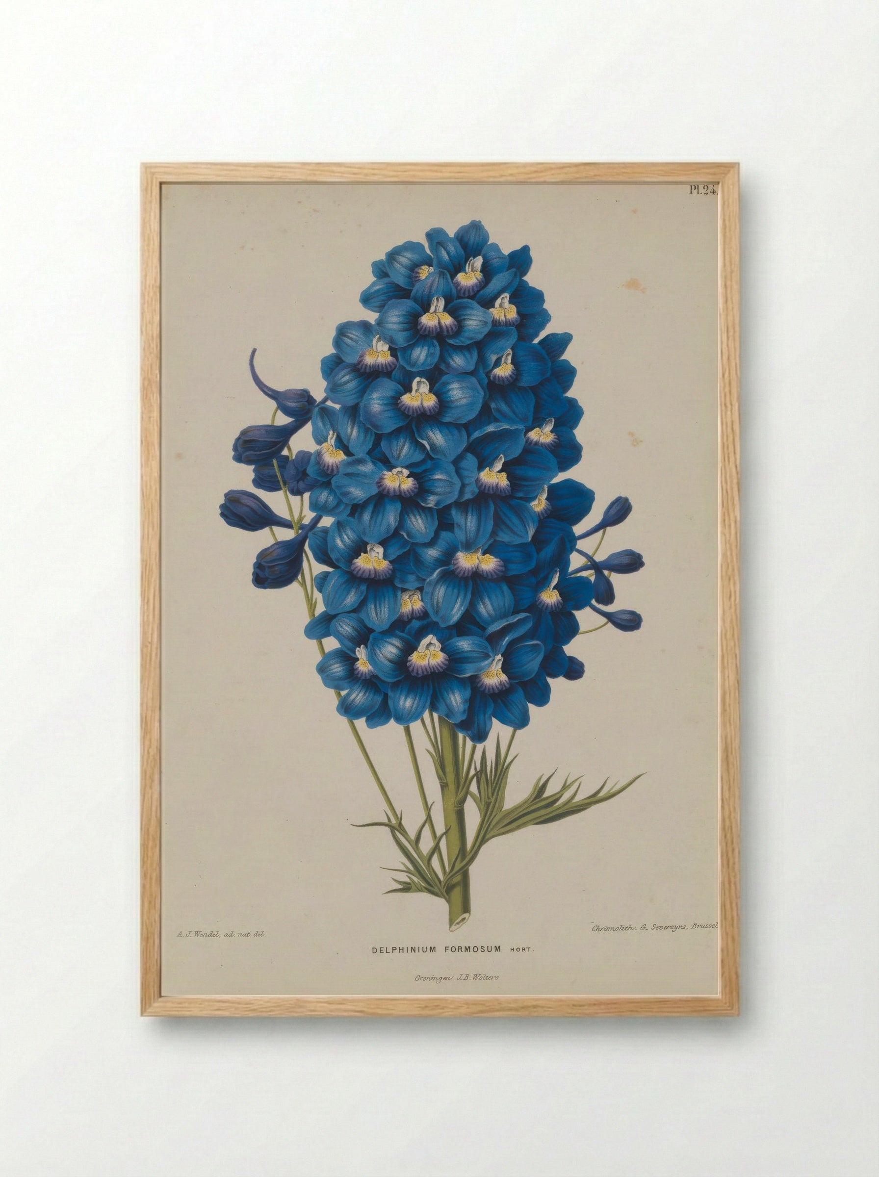 Delphinium Formosum Boiss A Huet - A. J. Wendel - Framed Print Wood