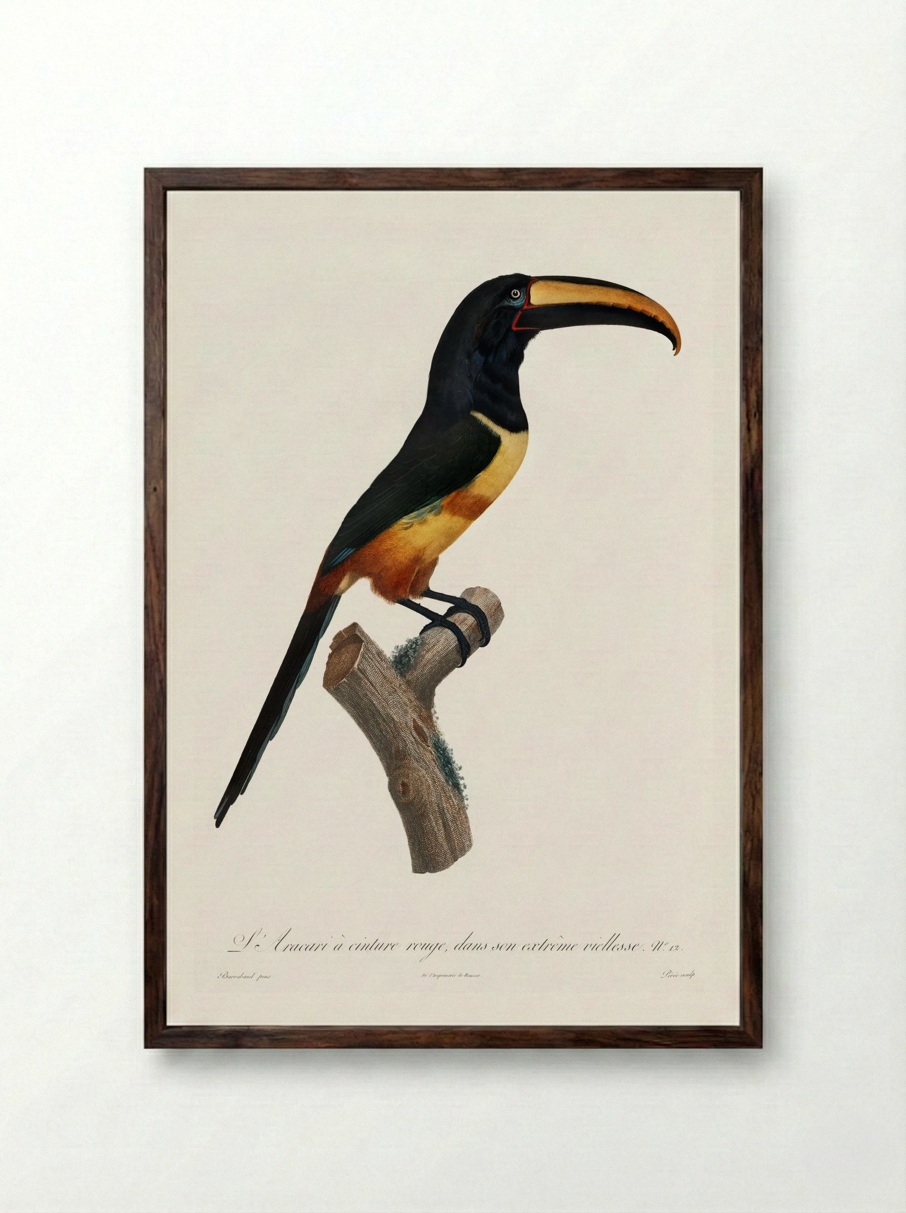 Old Red Belt Aracari - Jacques Barraband - Framed Print Dark Wood