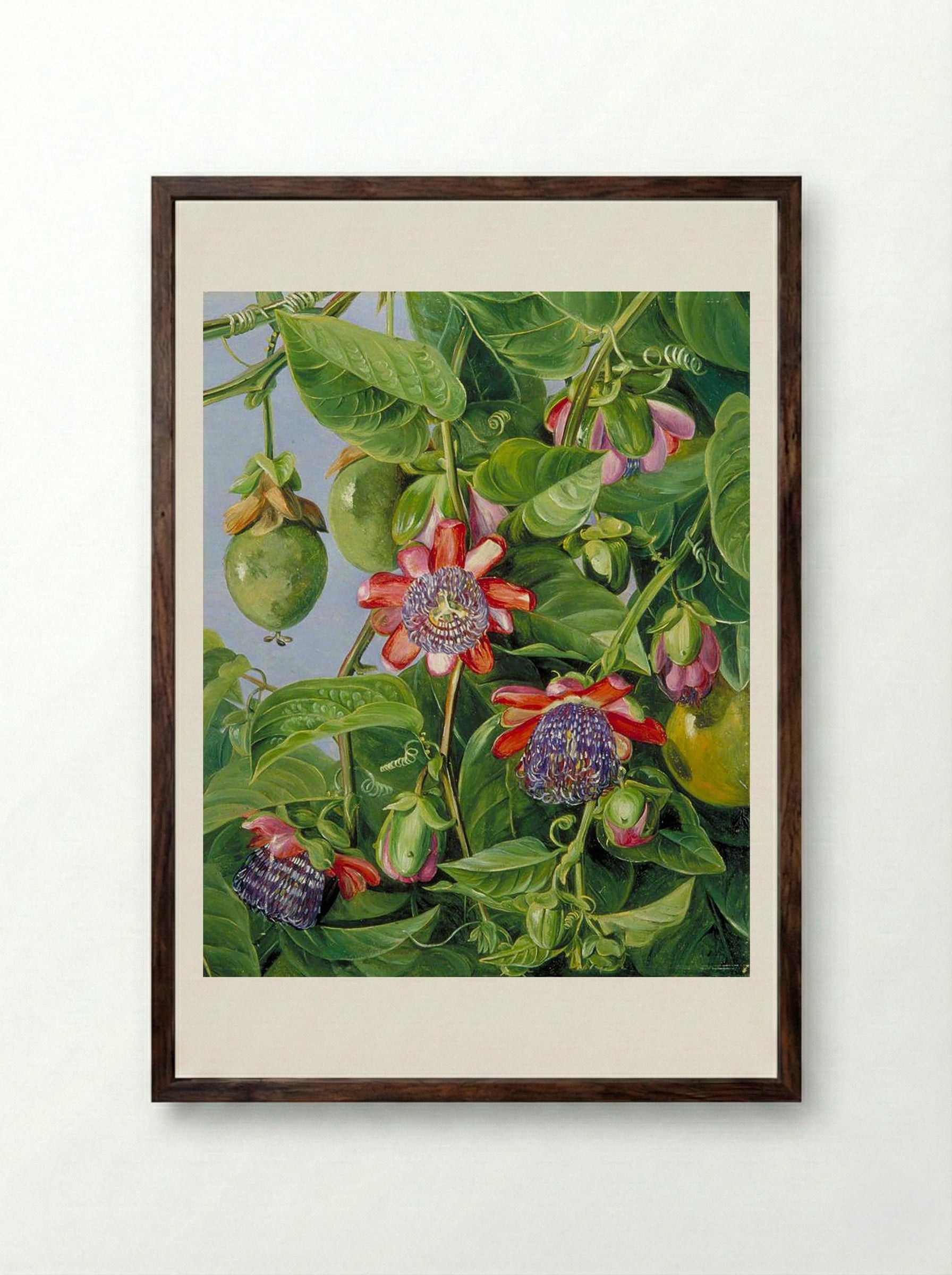 Flowers and Fruit of the Maricojas Passion Flower, Brazil - Marianne North - Framed Print Dark Wood