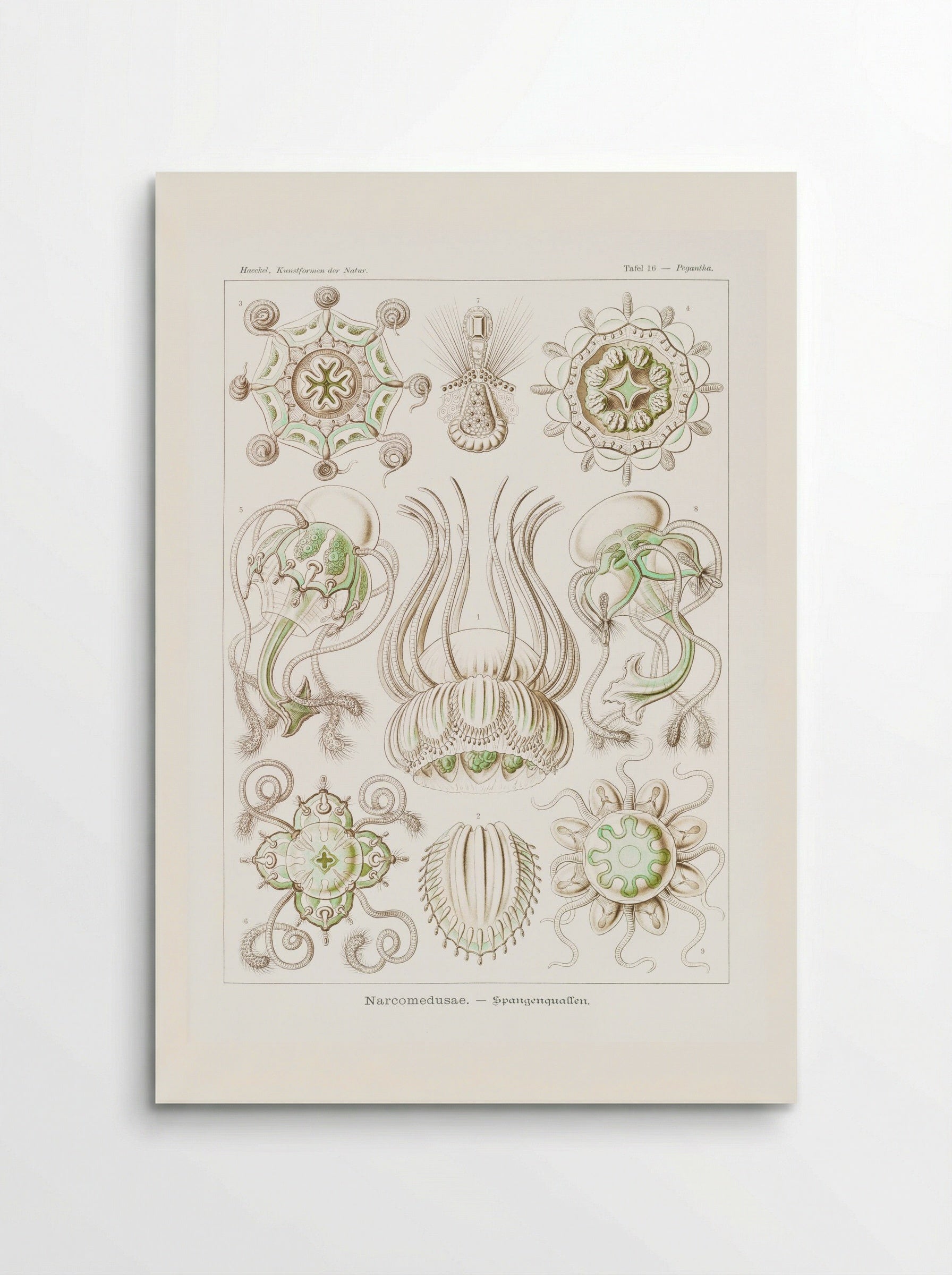 Narcomedusae-Spangenquallen (1904) - Ernst Haeckel - Poster