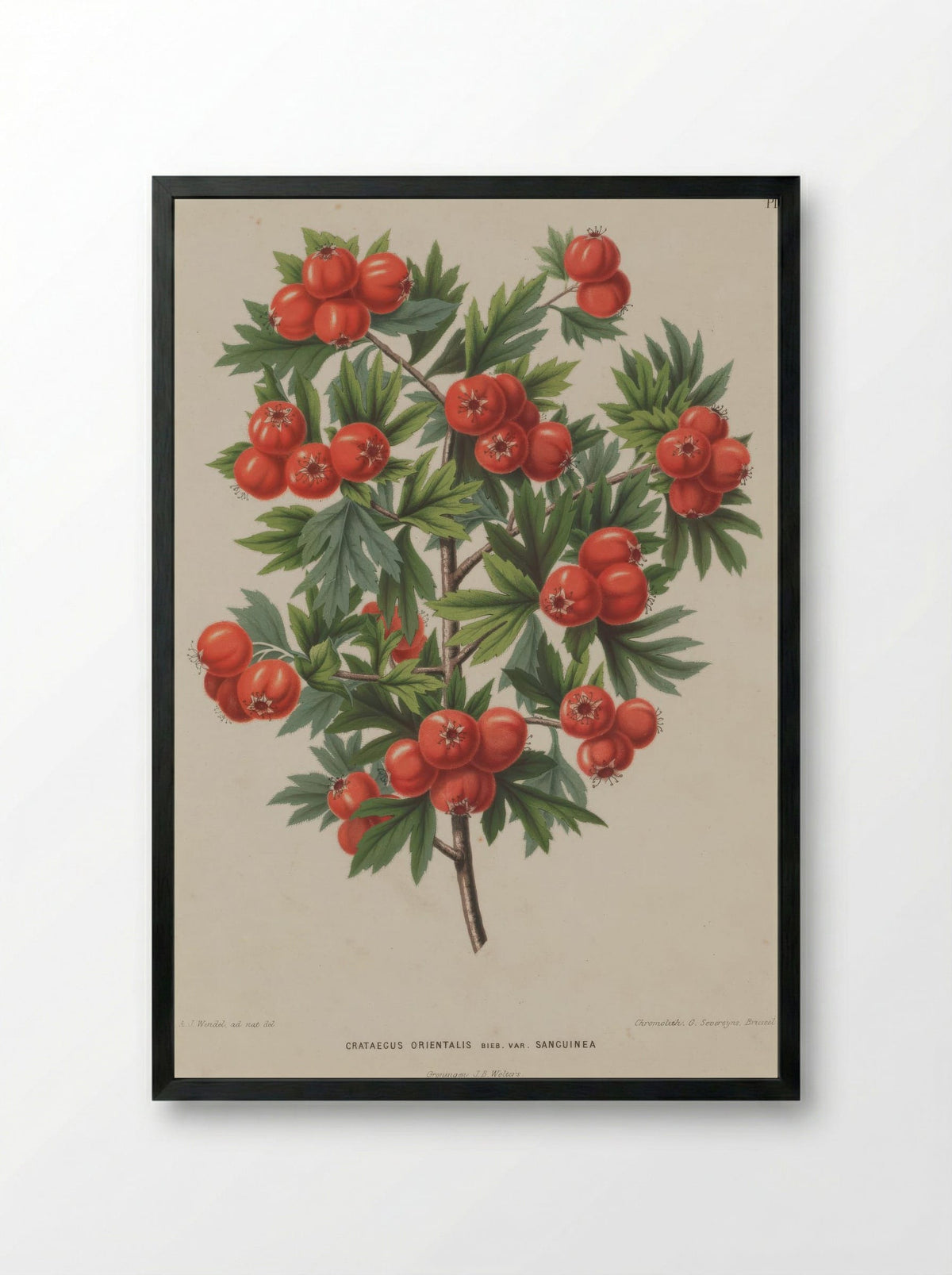 Crataegus Orientalis Pallas Ex Bieb. - A. J. Wendel - Framed Print Black