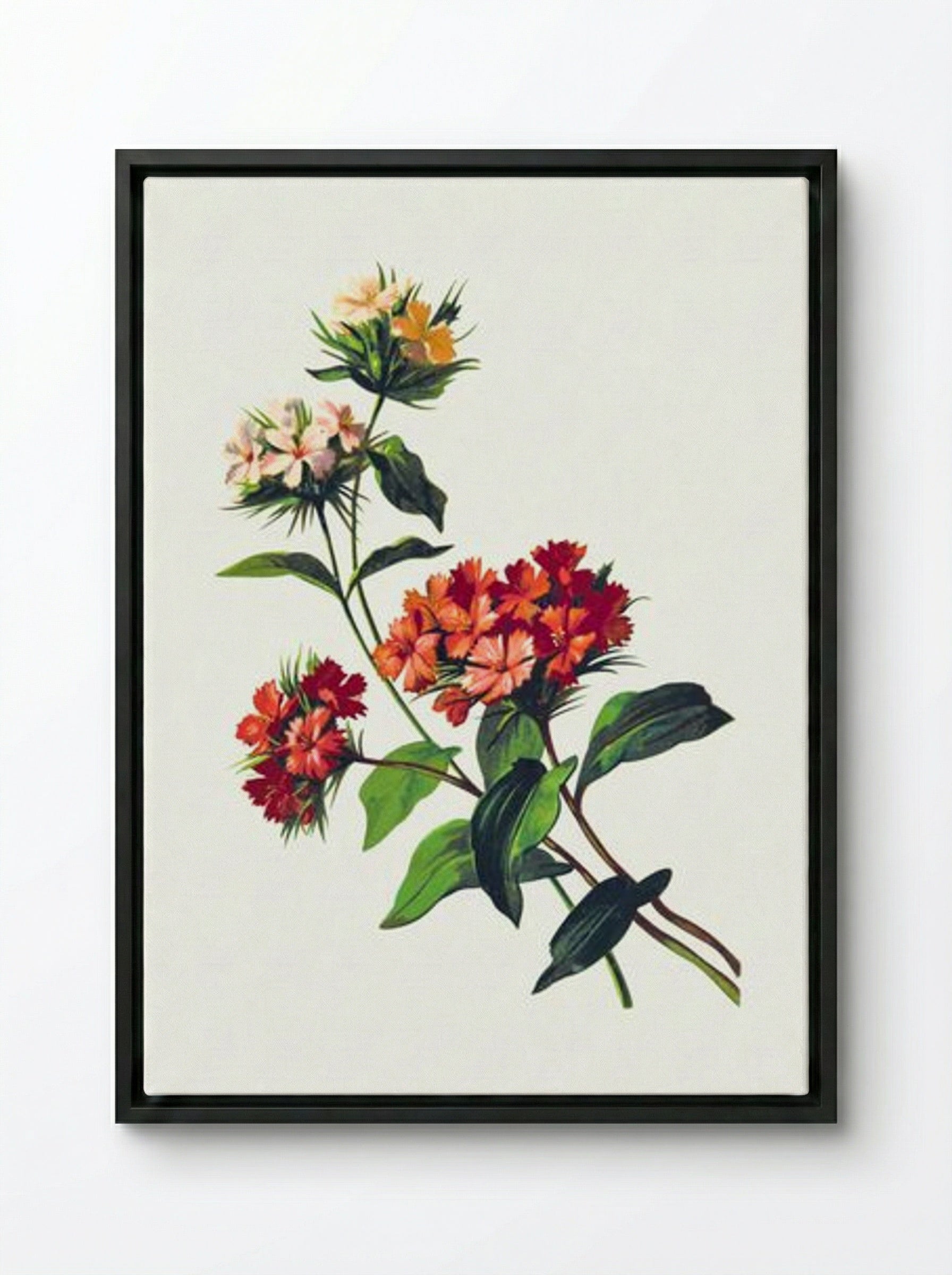 Sweet William Flower - Fine Art Print - Framed Canvas Black