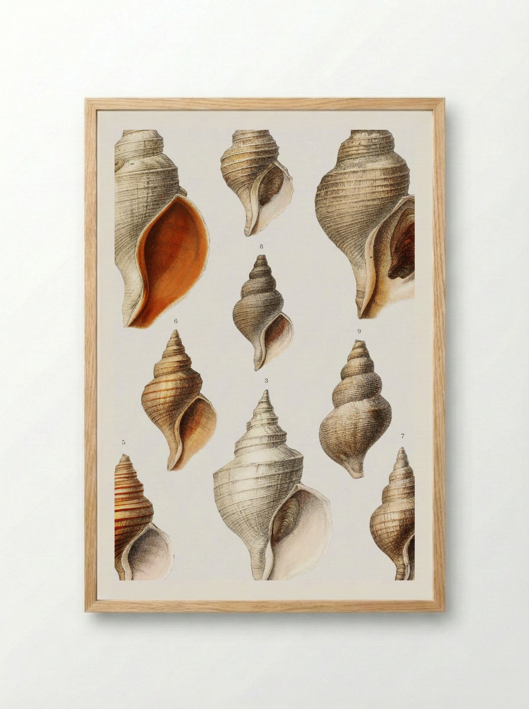 Molluscs of the Northern Seas - Albert I of Monaco - Framed Print Wood