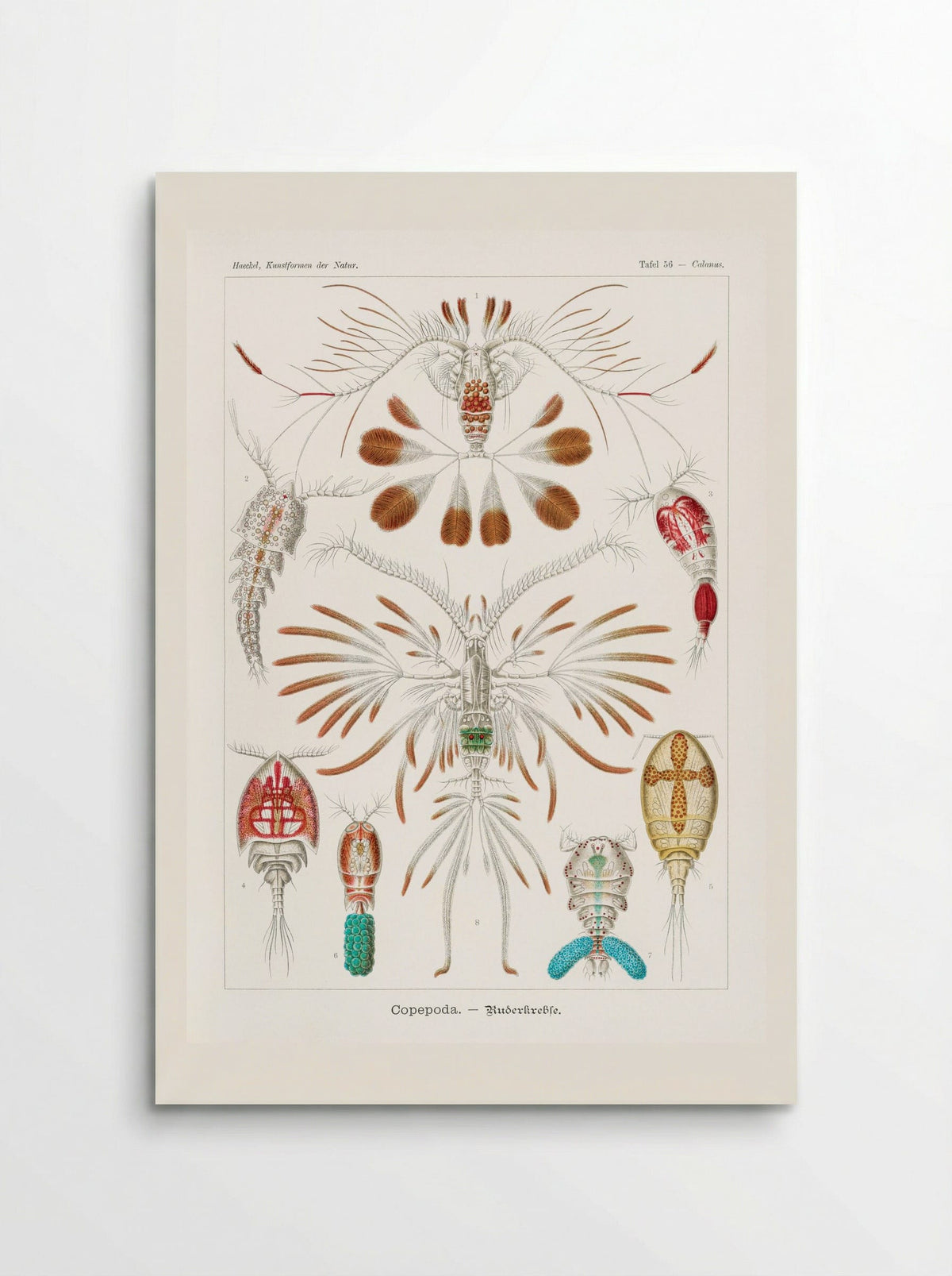 Copepoda-Ruderkrebse (1904) - Ernst Haeckel - Poster